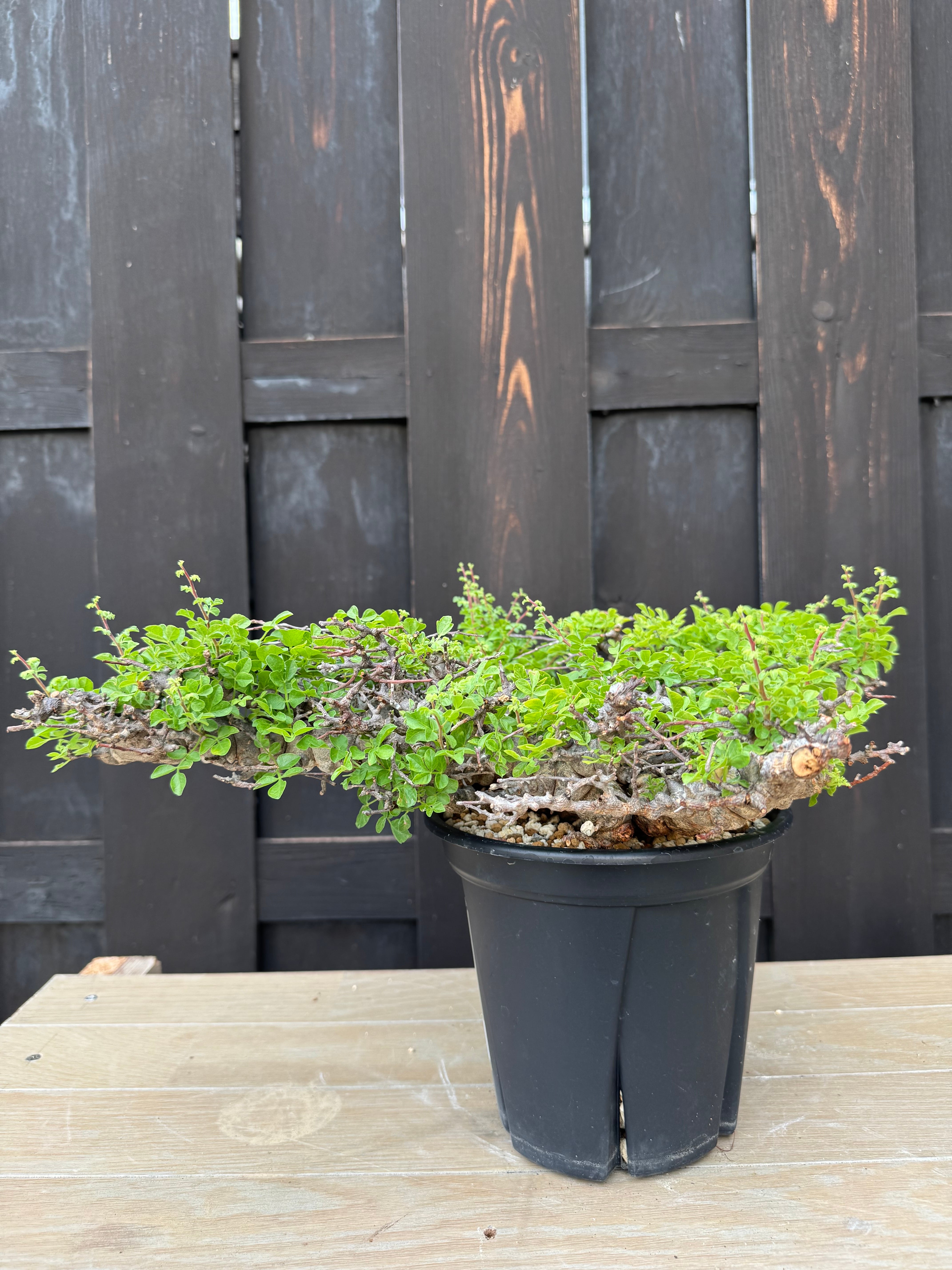 新着】Commiphora Eyl【最高の灌木 ・コンパクトなサイズ感