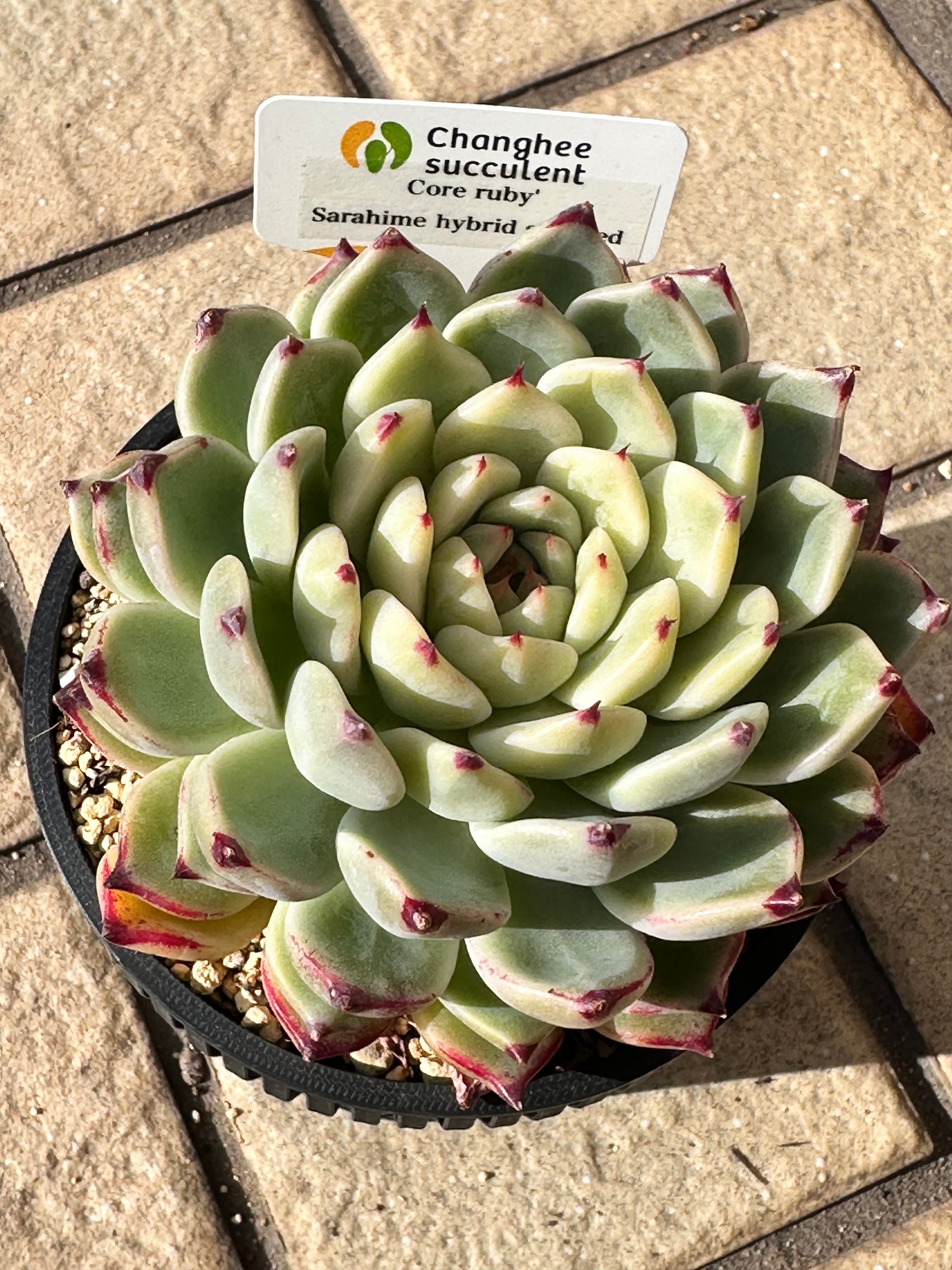 新色 カタチ製作所 ブーケ bouquet 植木鉢 新色 塊根 多肉 Mサイズ 多肉植物 ブーケ bouquet 大 レア苗 韓国苗 超美苗 #682 | PAY ID