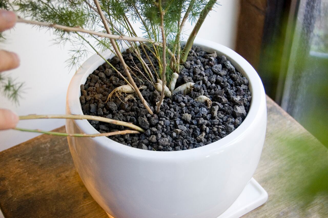 アスパラガス マコワニー Neo Green