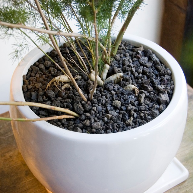 アスパラガス マコワニー Neo Green アスパラガス マコワニー Neo Green