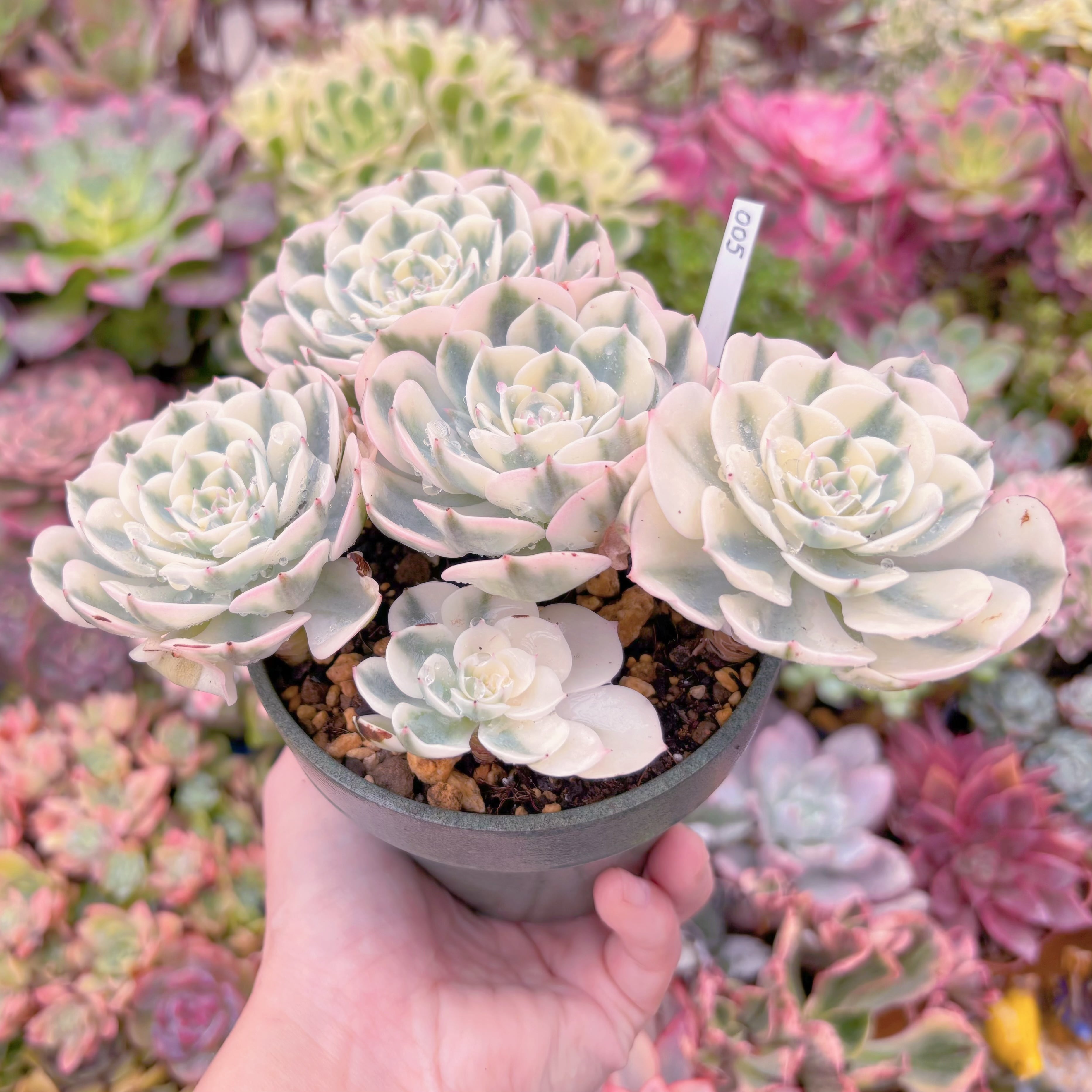 現品 ルノーディーン錦 #005 大群生 新入荷 るる農園 | るる農園~多肉