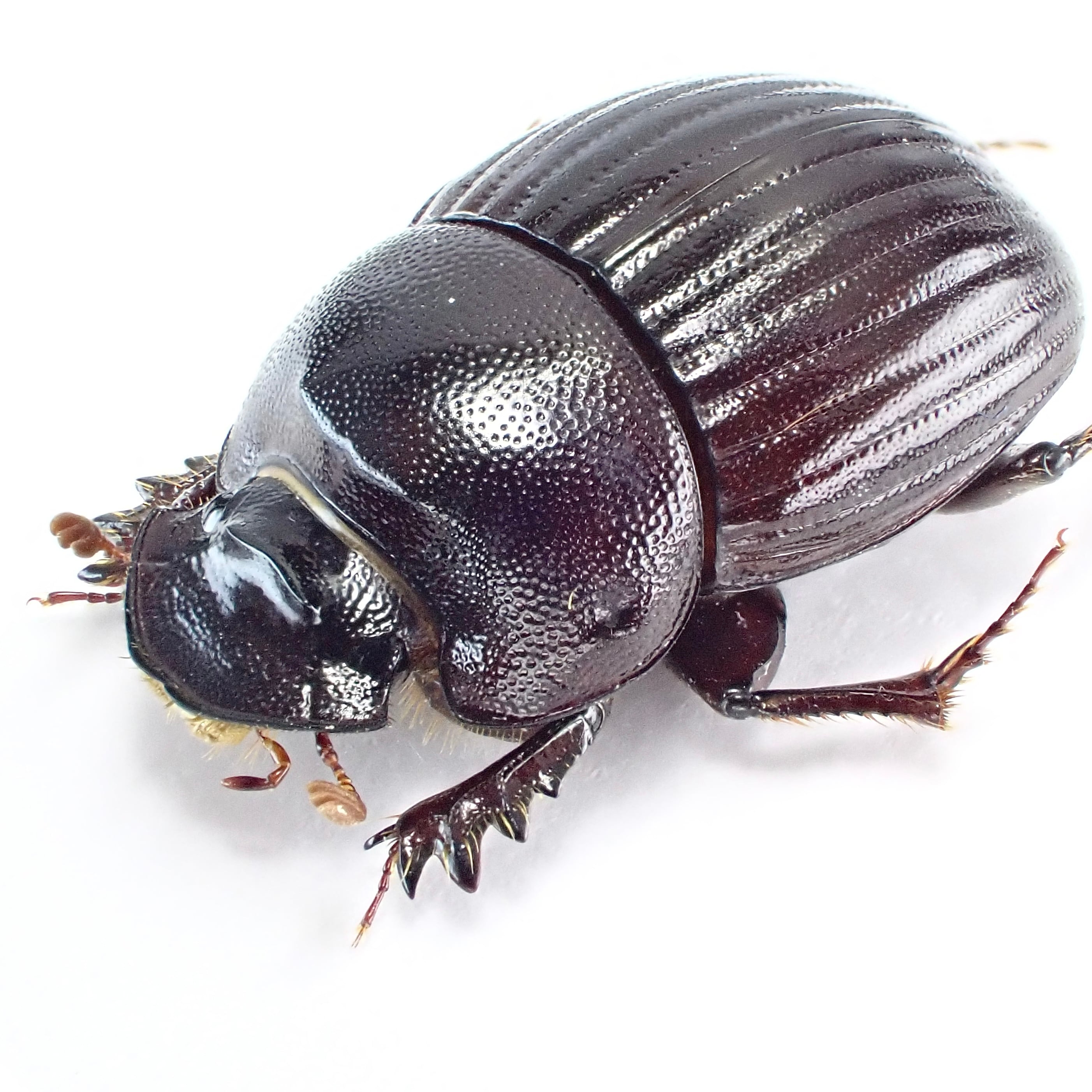 南アフリカ産 Xinidium dentilabris ♂♀ 12mm/12mm | 昆虫標本