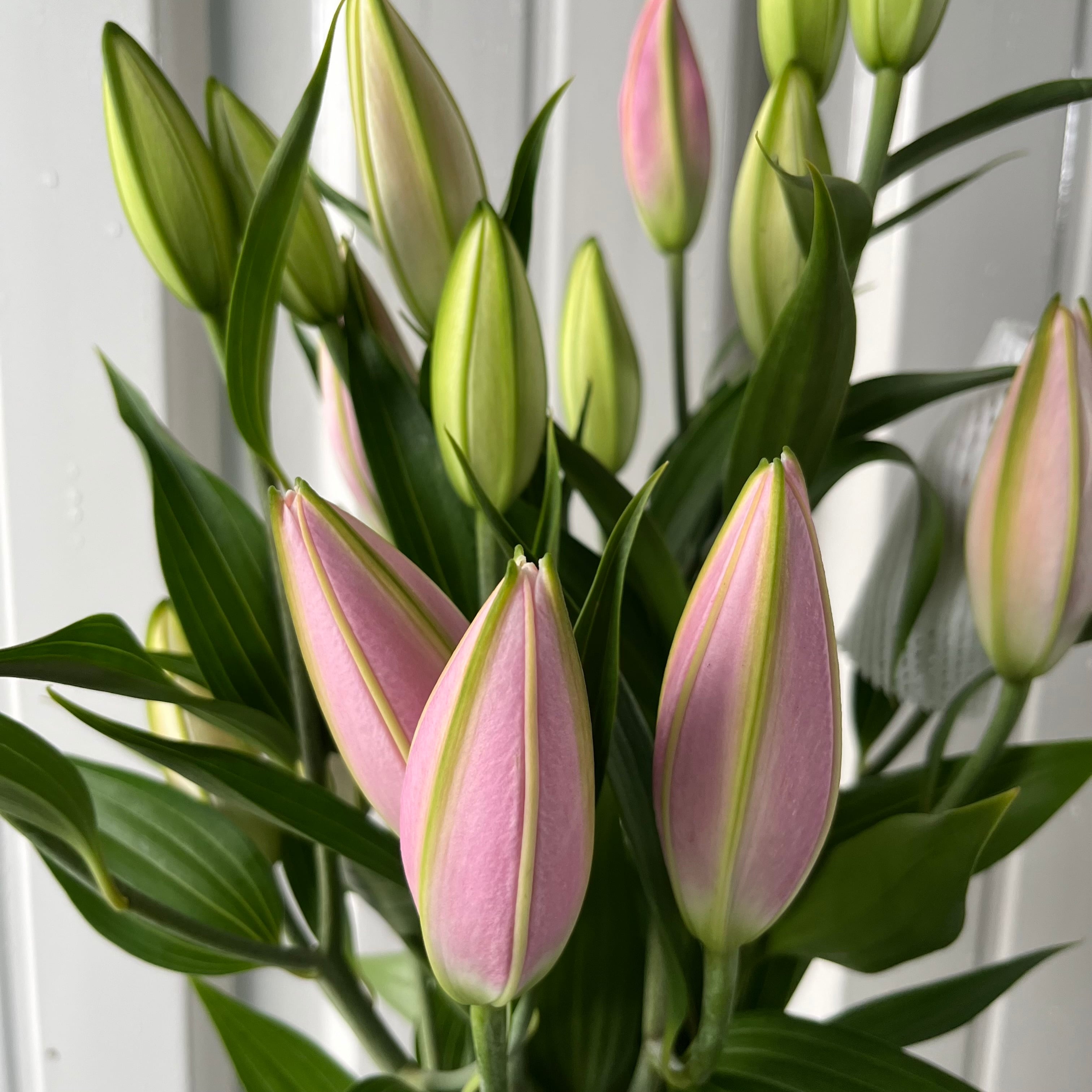 愛されピンクの八重咲きユリ ディアンサ 5本 | 新鮮お花問屋 Jp