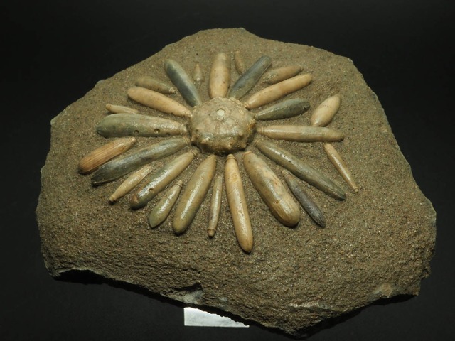 ウニの化石【Asterocidaris bistriata】モロッコ王国・ブルマーヌ地方産