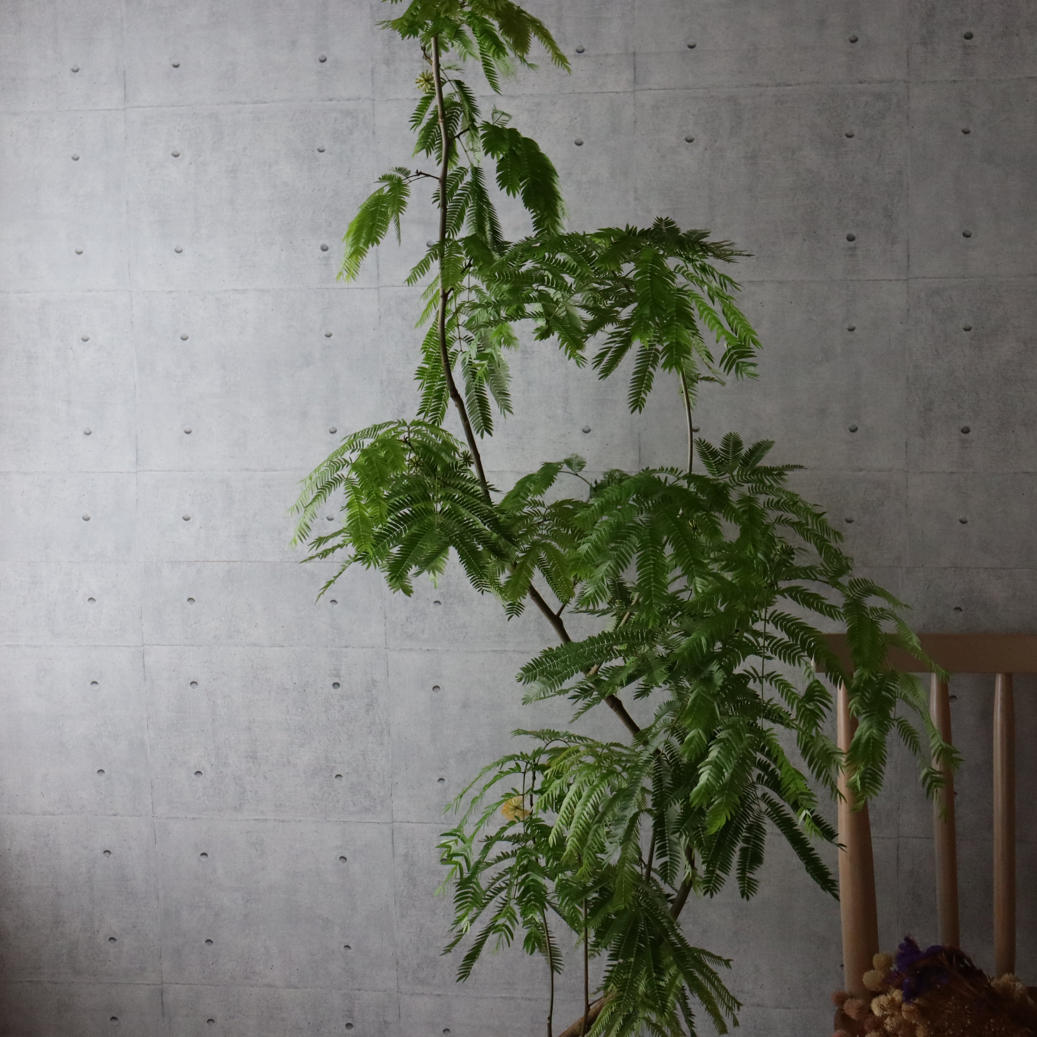 【 バランス◎150cm】エバーフレッシュ 曲がり 仕立て 観葉植物 室内 大型