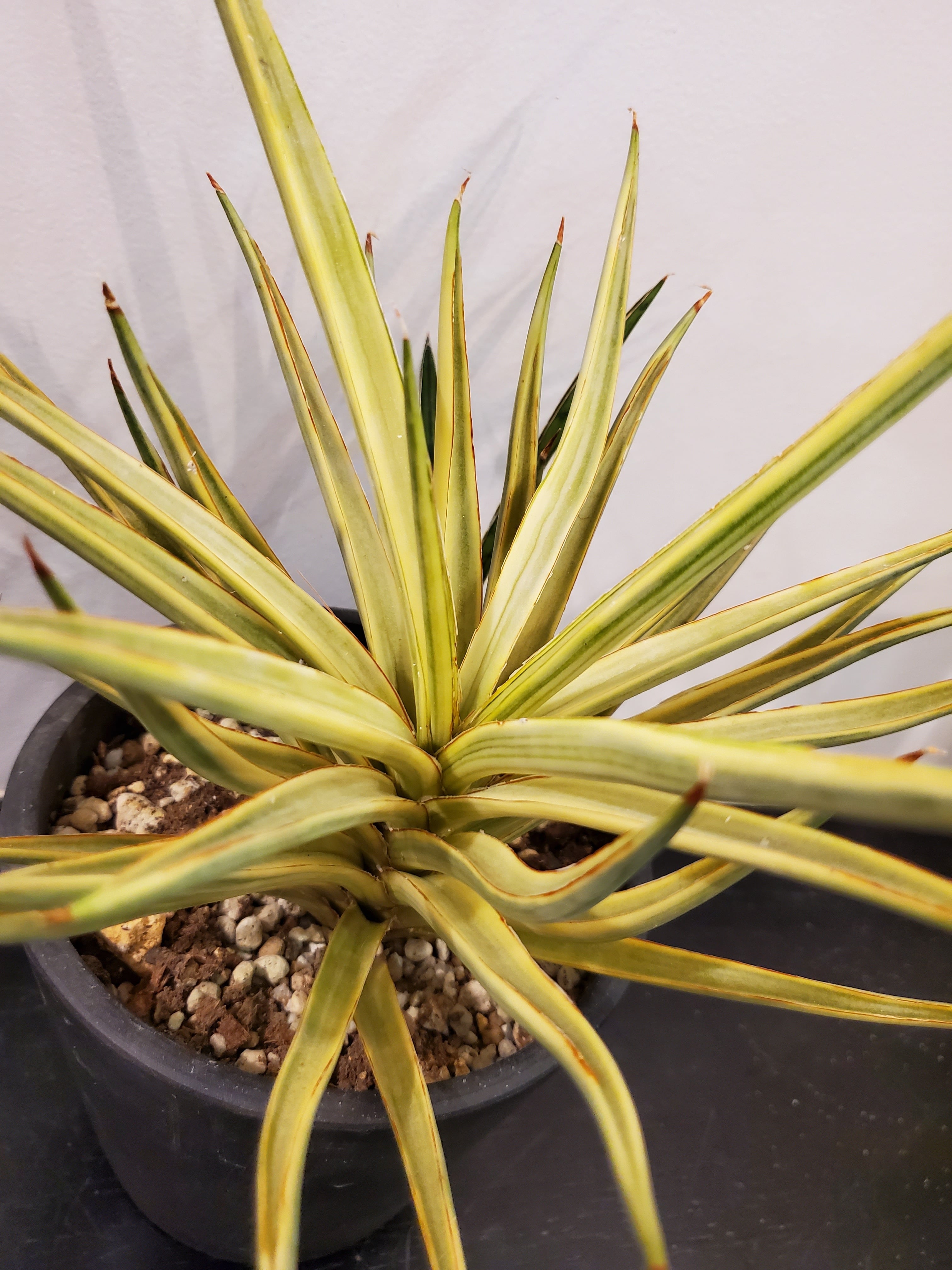 Sansevieria Bunlue Torch v【artPLANTs】サンスベリア/サンセベリア
