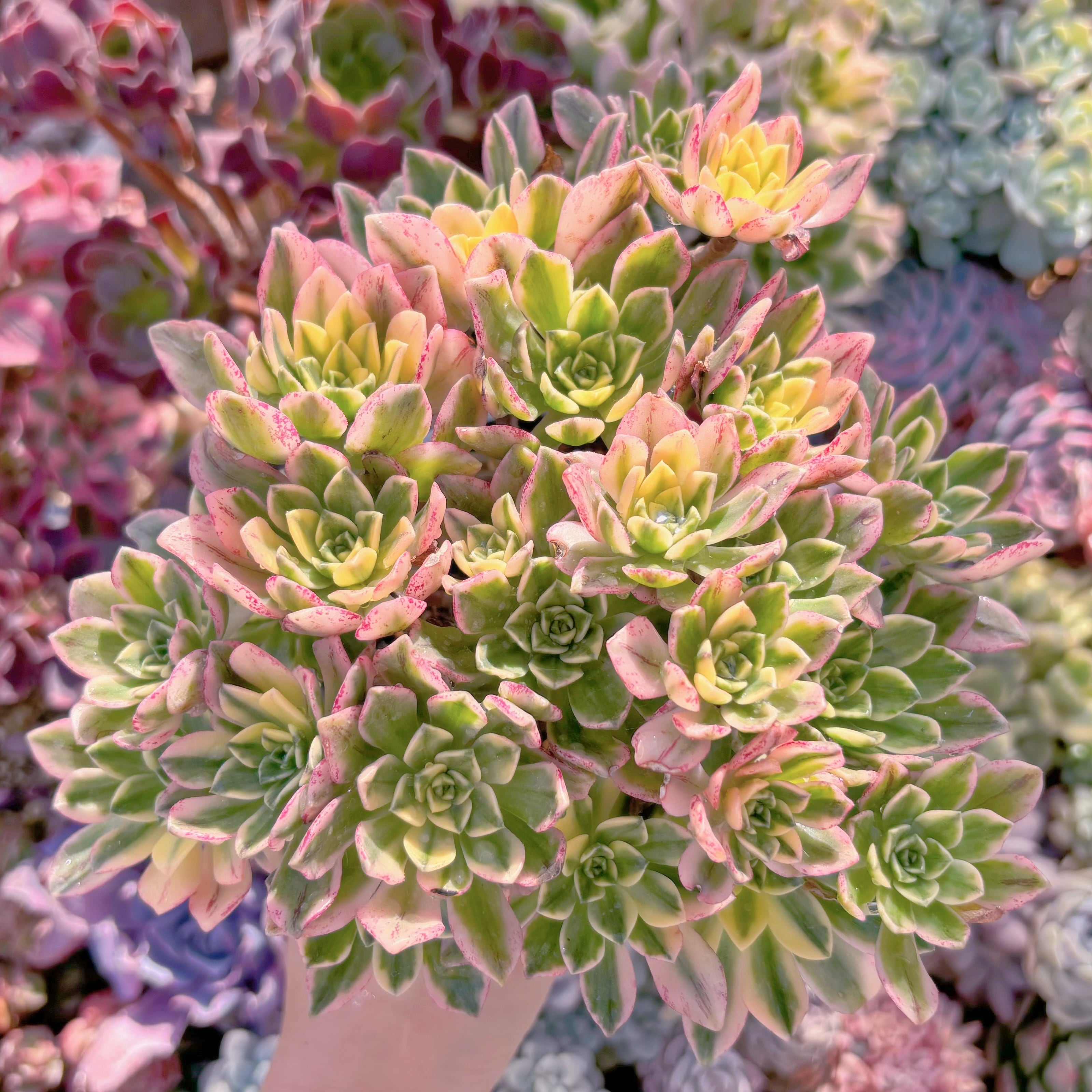 現品　sweet tea#244　大群生　るる農園