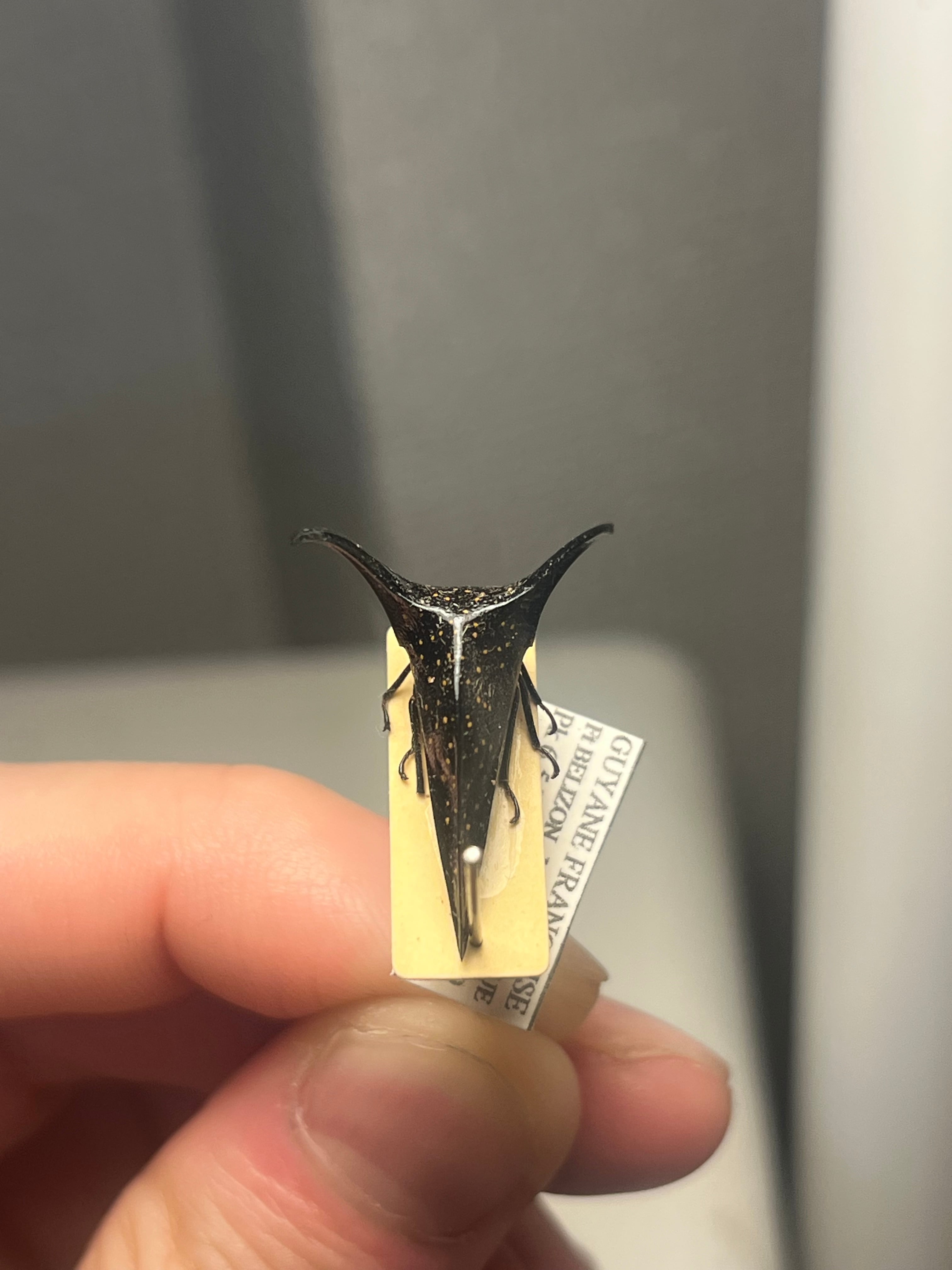 角蝉最大種】Hemikyptha marginata ツノゼミ セミ ホタル 蛍 タマムシ