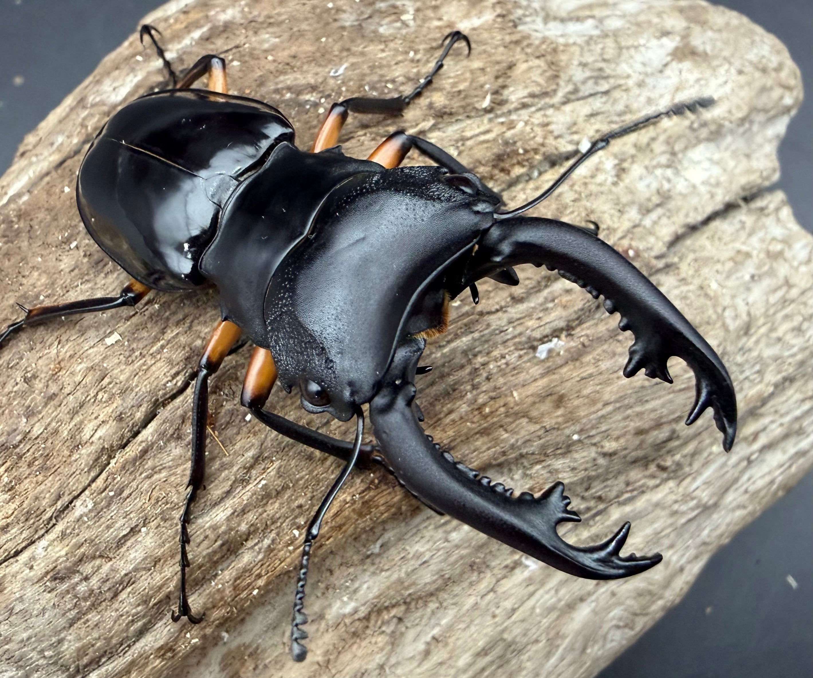 121mm】タイタンオオウスバカミキリ カブトムシクワガタハナムグリ