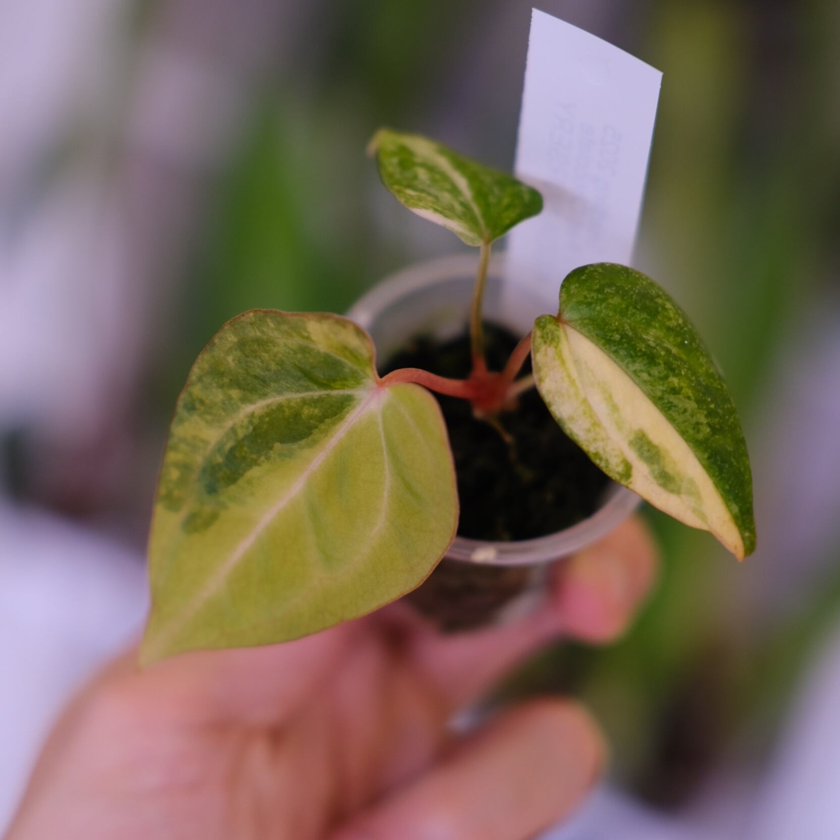 希少】Anthurium Yellow Bell × Red Chocolate③│観葉植物