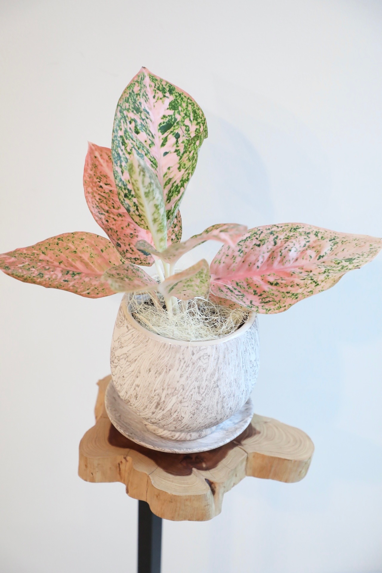 【S】【希少】アグラオネマ スターダストオレンジ/Aglaonema Stardust Orange ※陶器鉢カバー付き