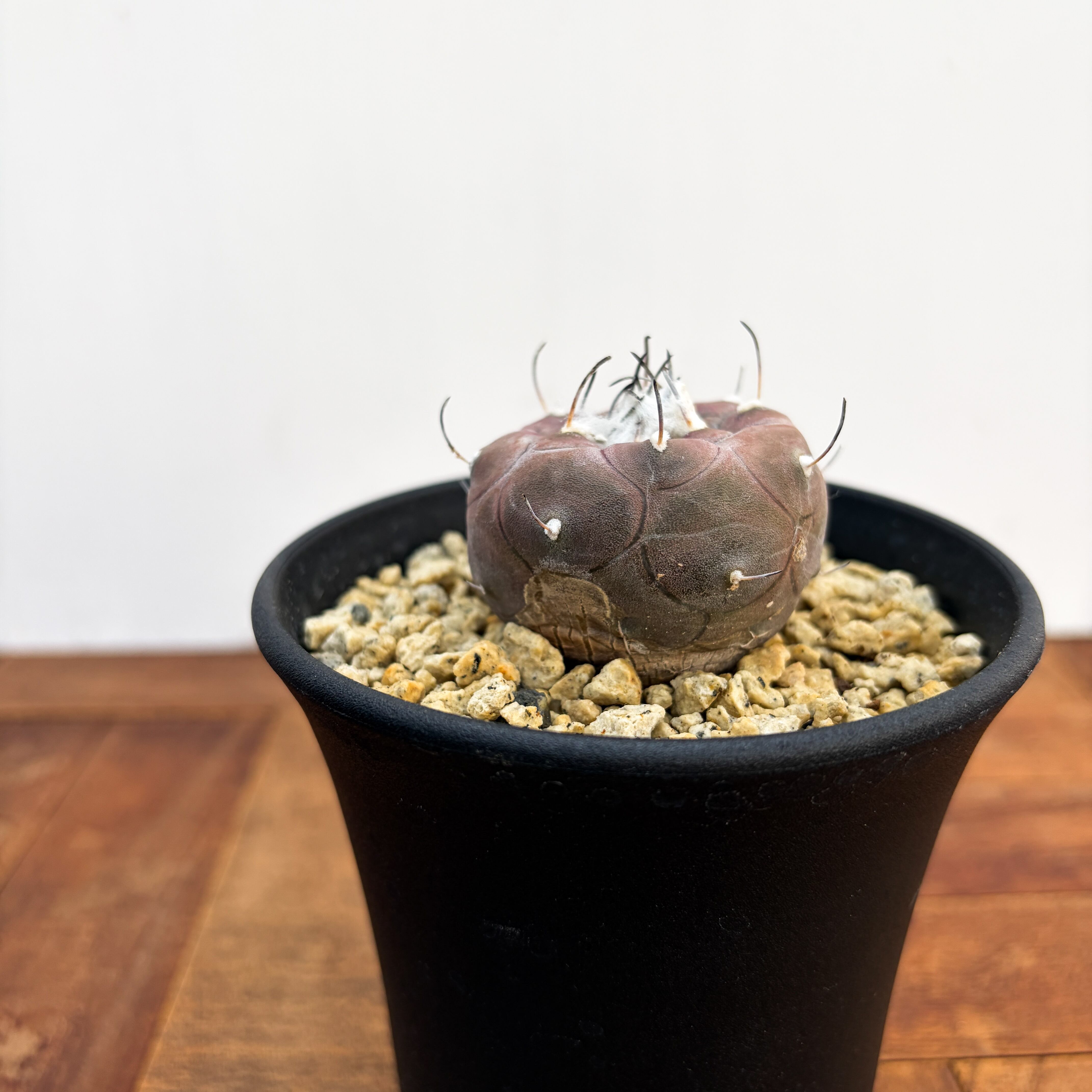 Turbinicarpus jauernigii【ツルビニカルプス・ハウエルニギー