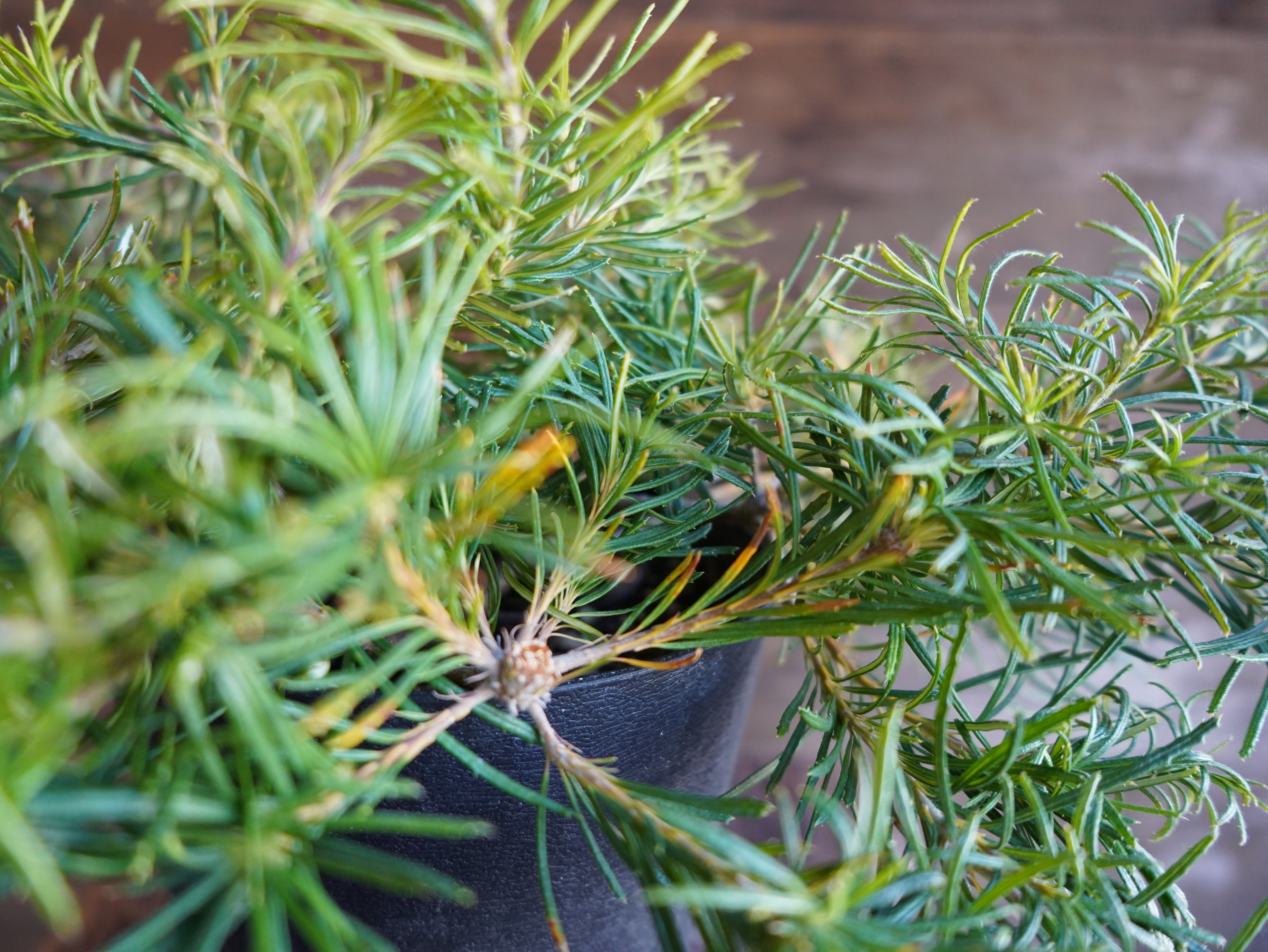 【現物】バンクシア　”バースデーキャンドル”　B