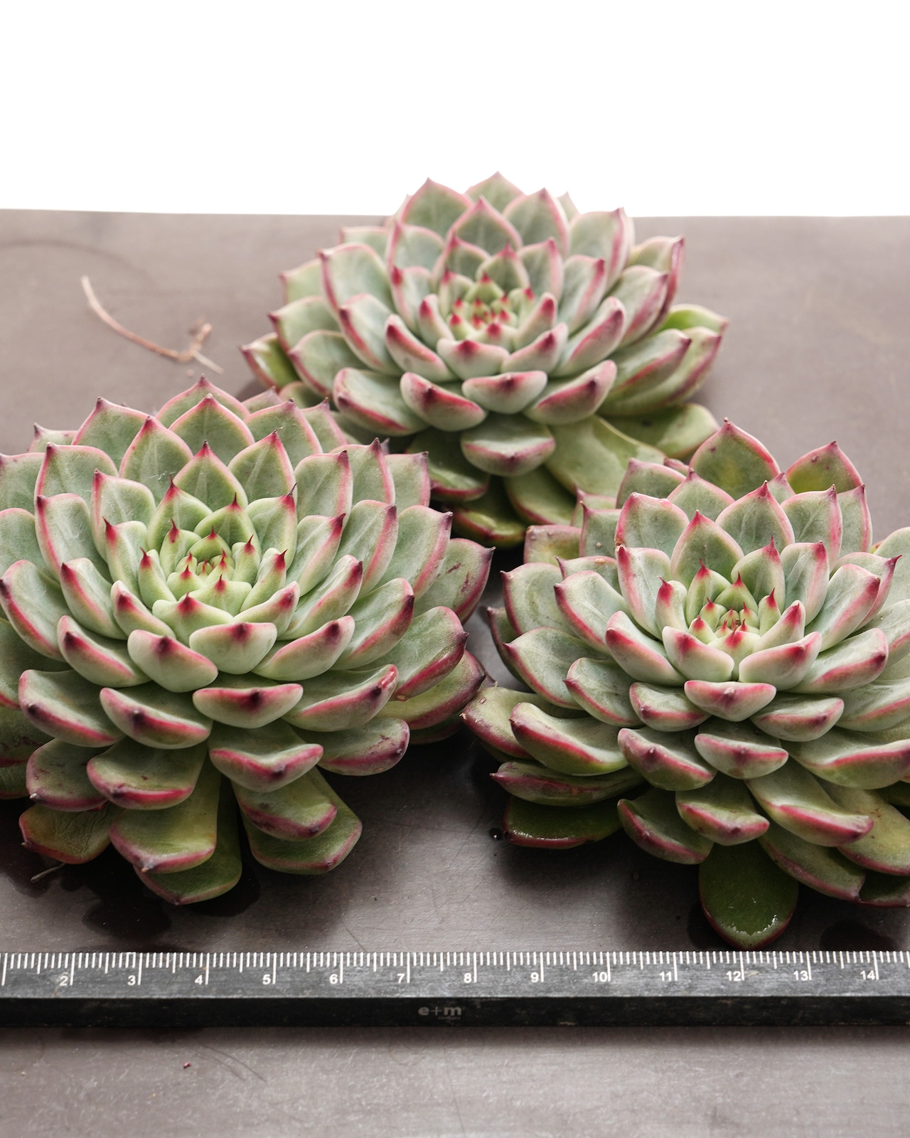 微発根カット苗 スプリング 大株 Echeveria 'Spring'