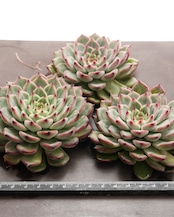 微発根カット苗 スプリング 大株 Echeveria 'Spring'