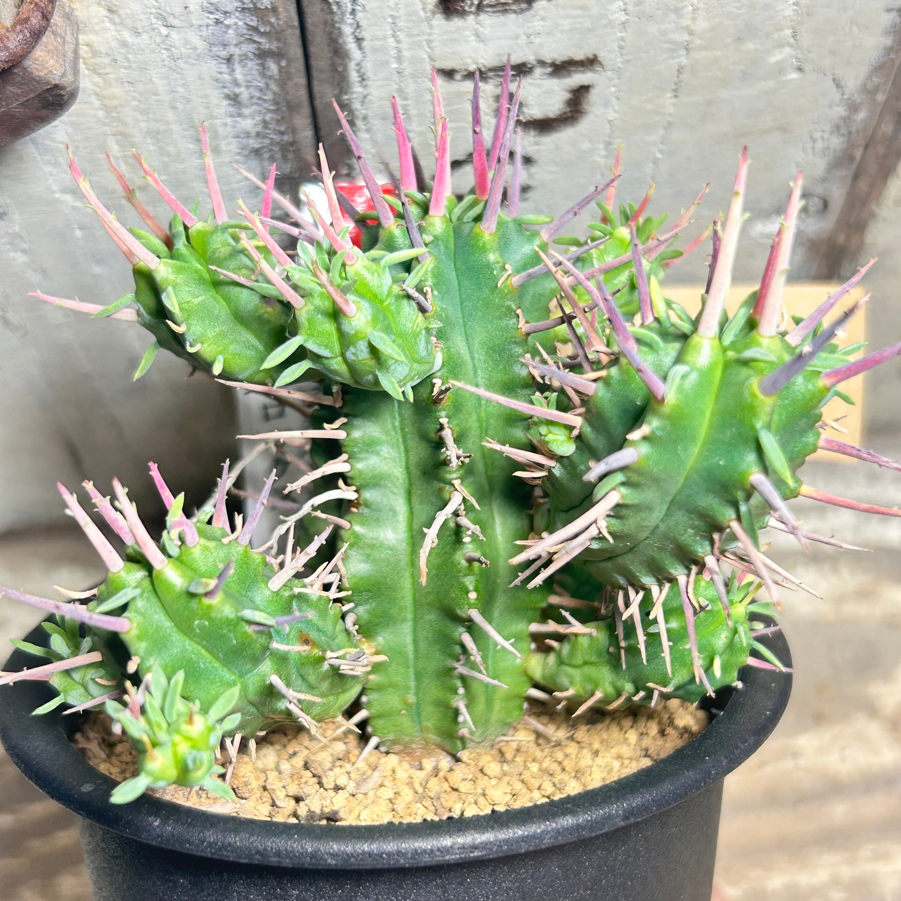 愛染錦(アエオニウム) | RuPo 多肉植物専門店