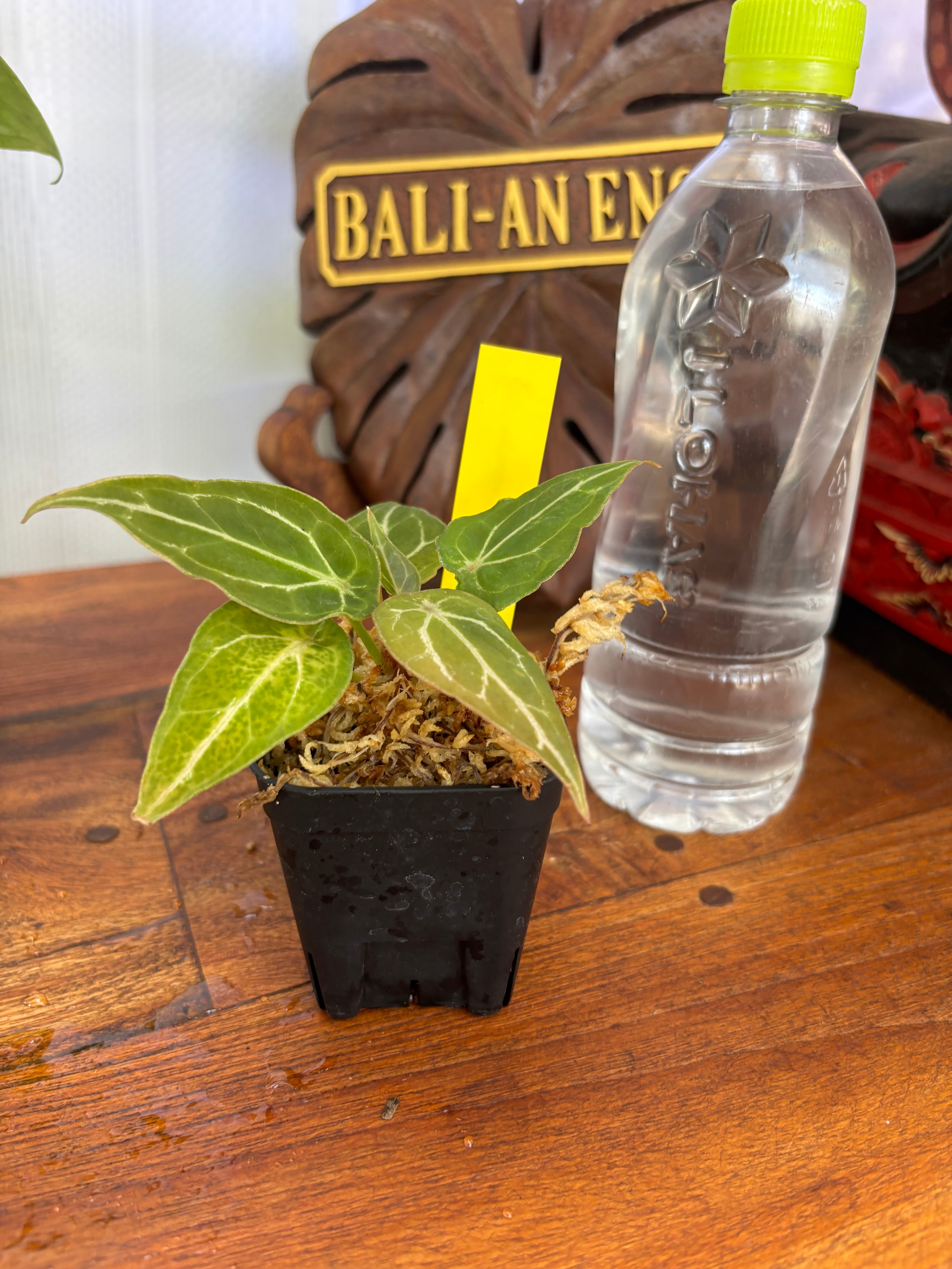 Anthurium | BALI-AN 園芸