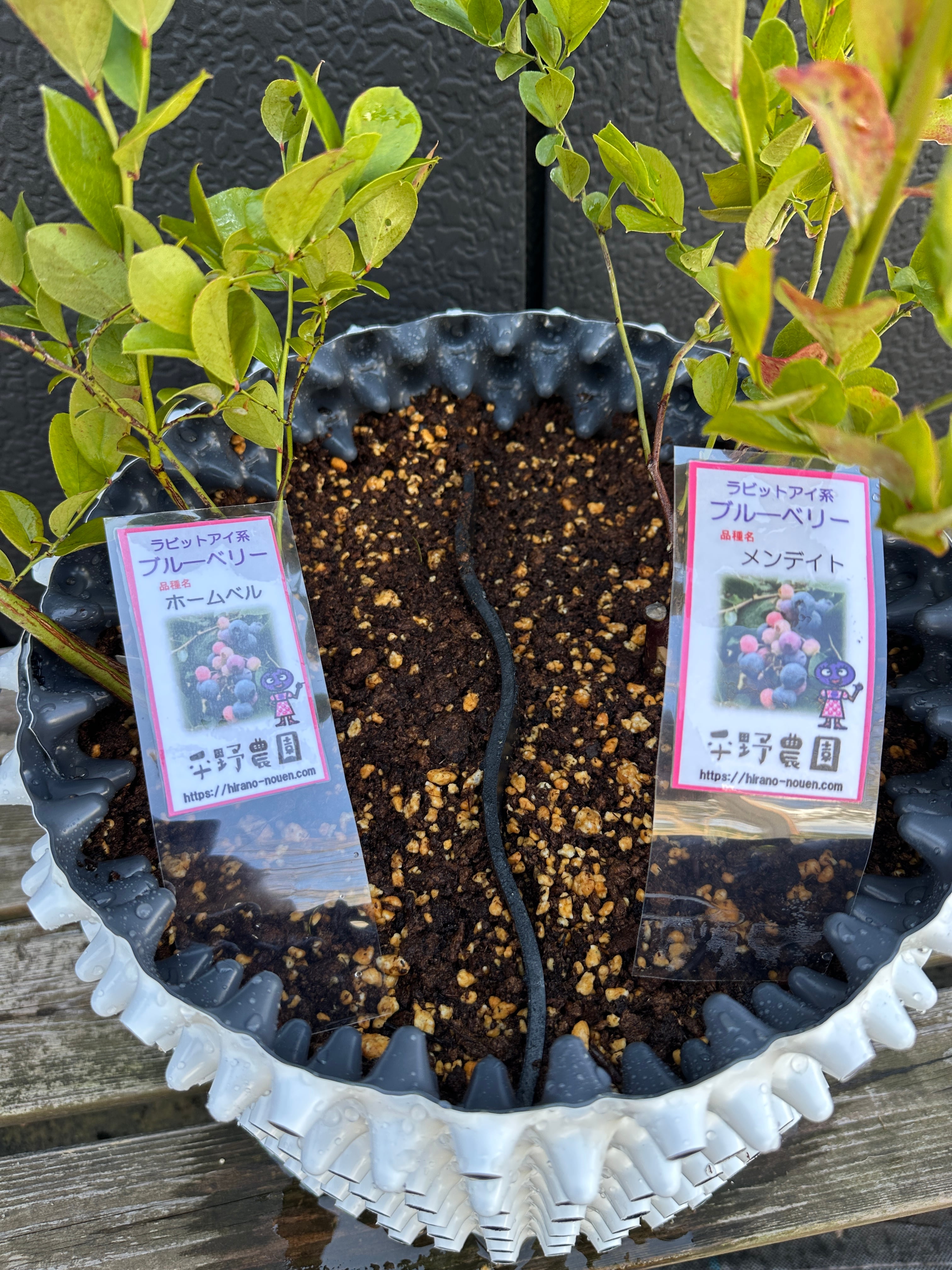 送料無料】ブルーベリーラビットアイ系2種植え/ルートプラスポット18L