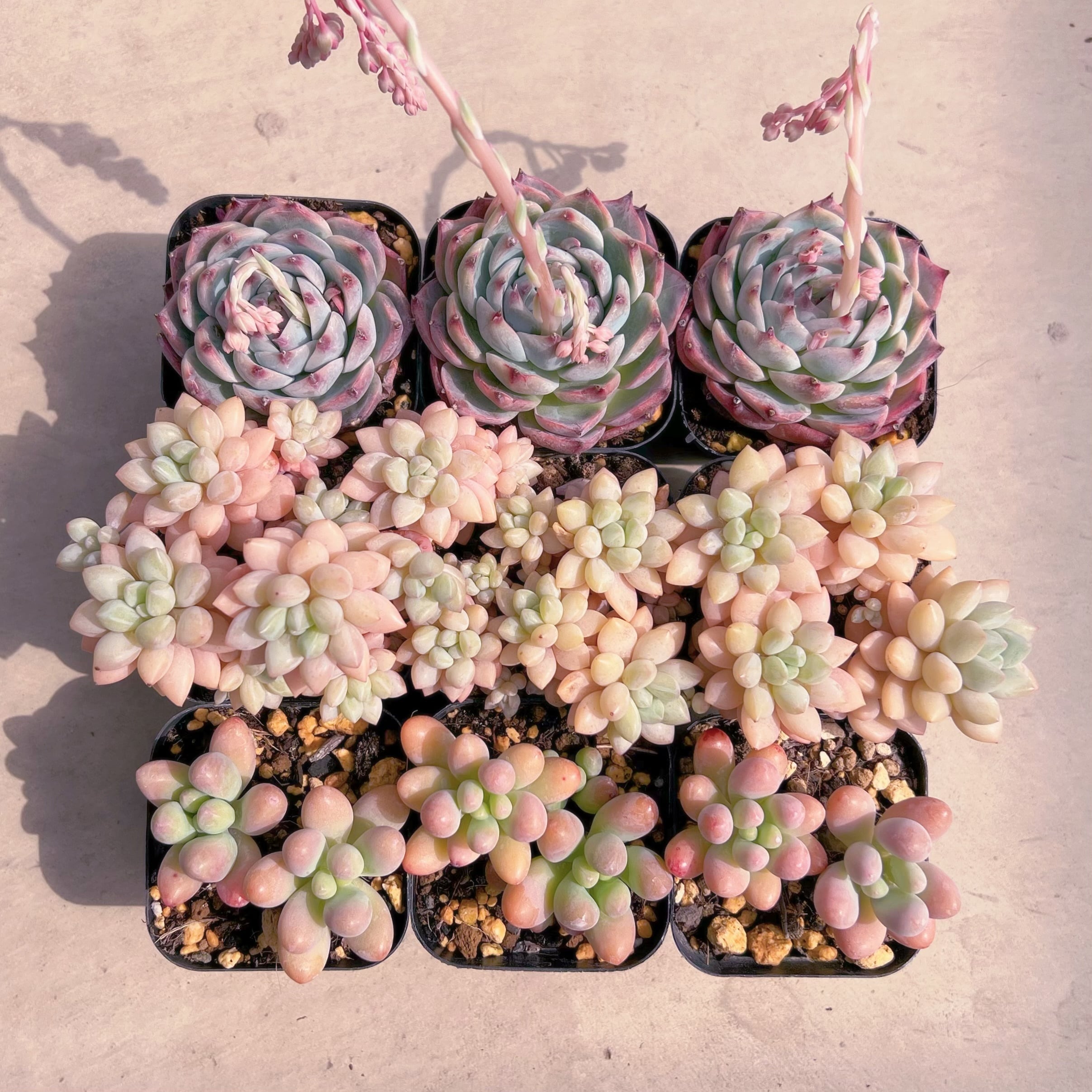 BASE販売会セットE