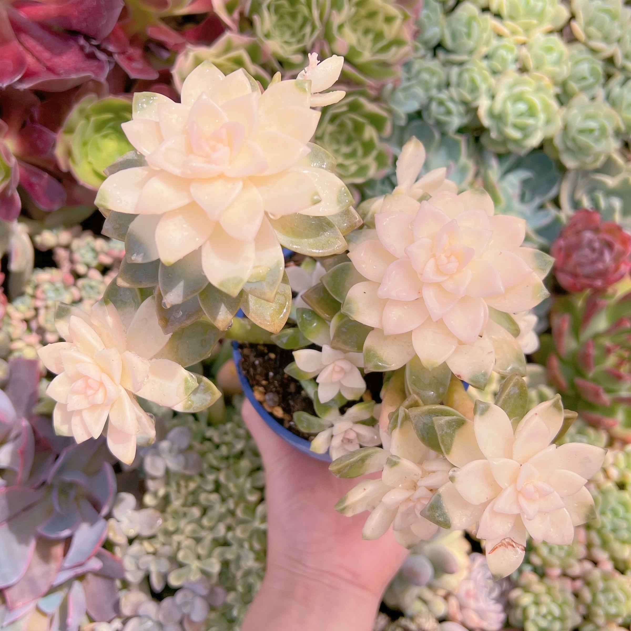 現品　淡雪錦#790　るる農園