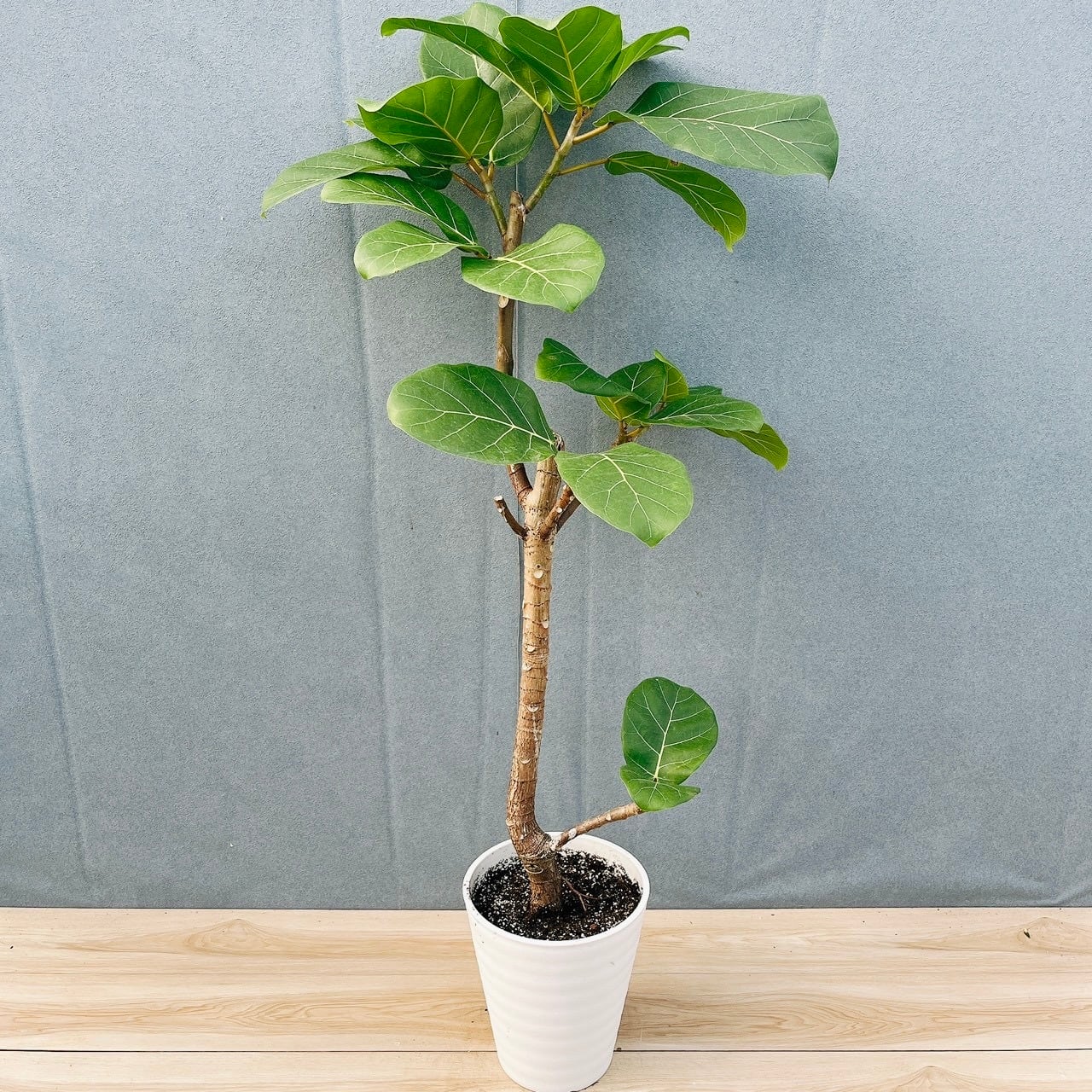 ［現品］【希少】20番　アガベ　クイック　シルバー　8号　観葉植物　レア　斑入り 現品］【希少】20番 アガベ クイック シルバー 8号 観葉植物 レア