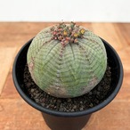 Euphorbia obesa ssp. symmetrica【ユーフォルビア・シンメトリカ】