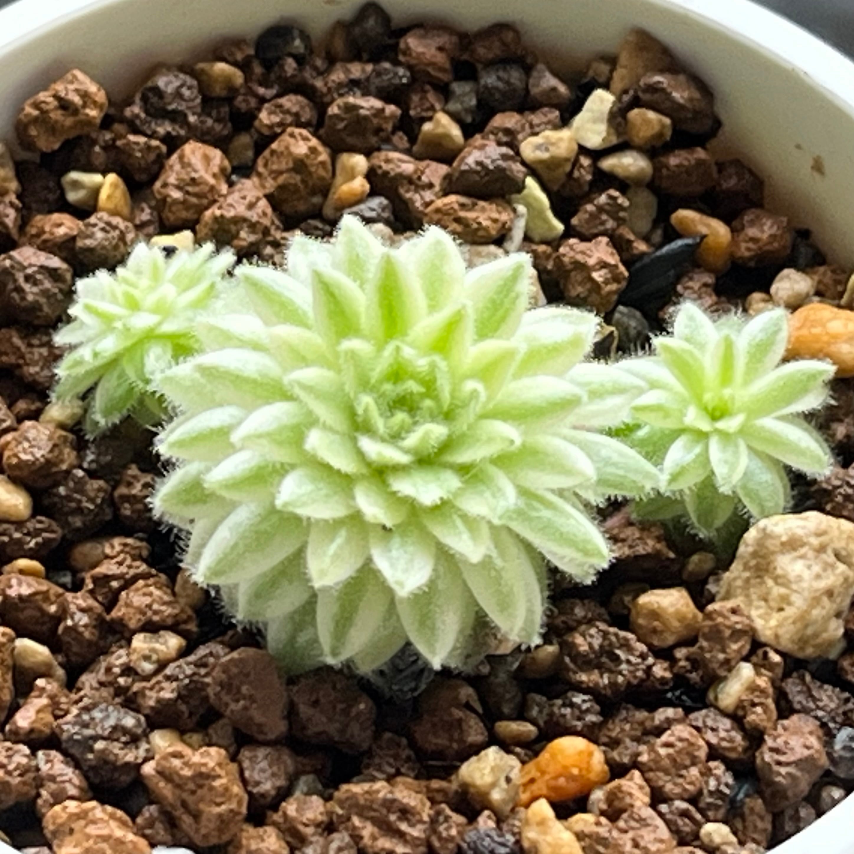 ハオルチア アトロフスカミュータント錦 | mocono_plants