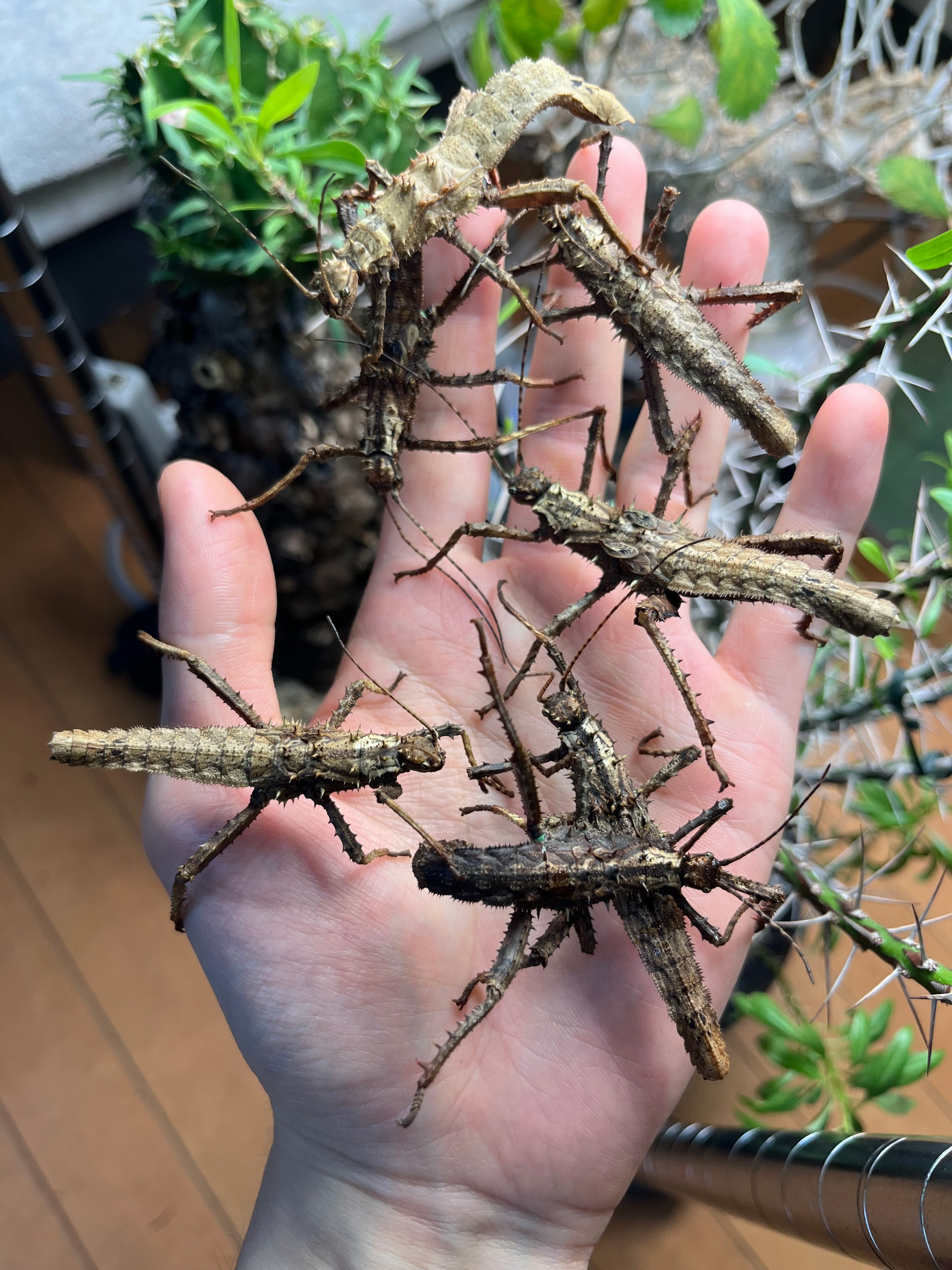 1匹】サカダチコノハナナフシに近縁の棘の発達したHaaniella echinata