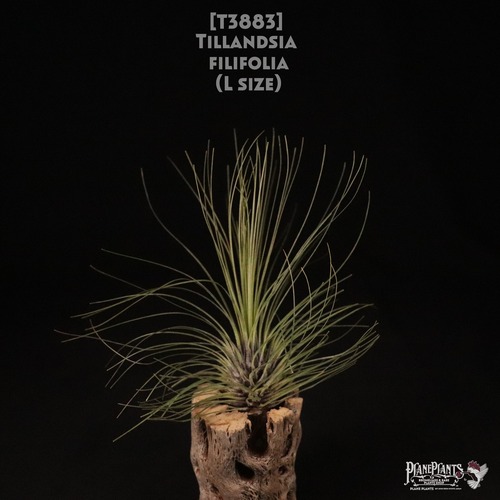 【送料無料】filifolia XL〔エアプランツ〕現品発送T3883