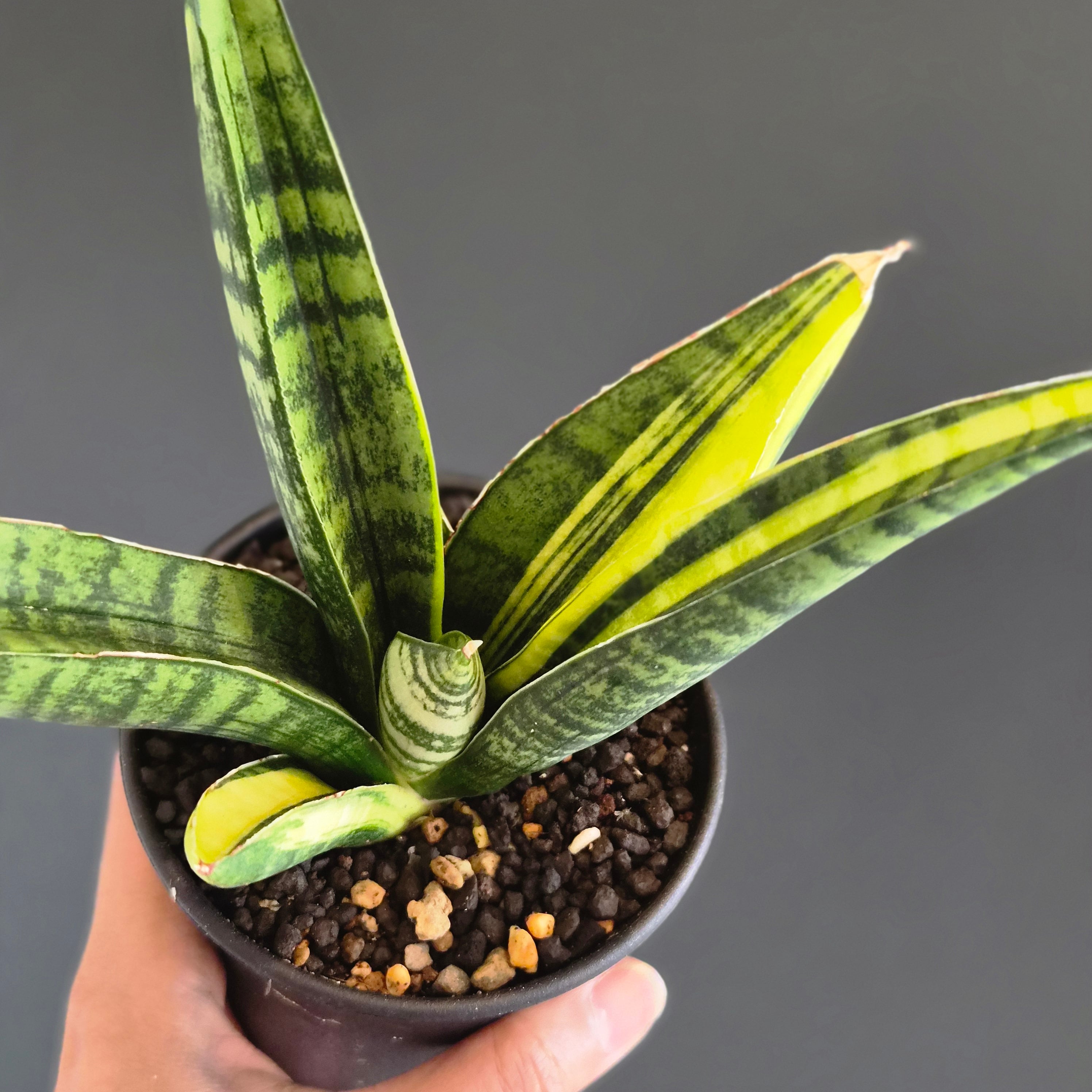 サンスベリア・マーシャ・アンジャニ・バリエガータ（Sansevieria