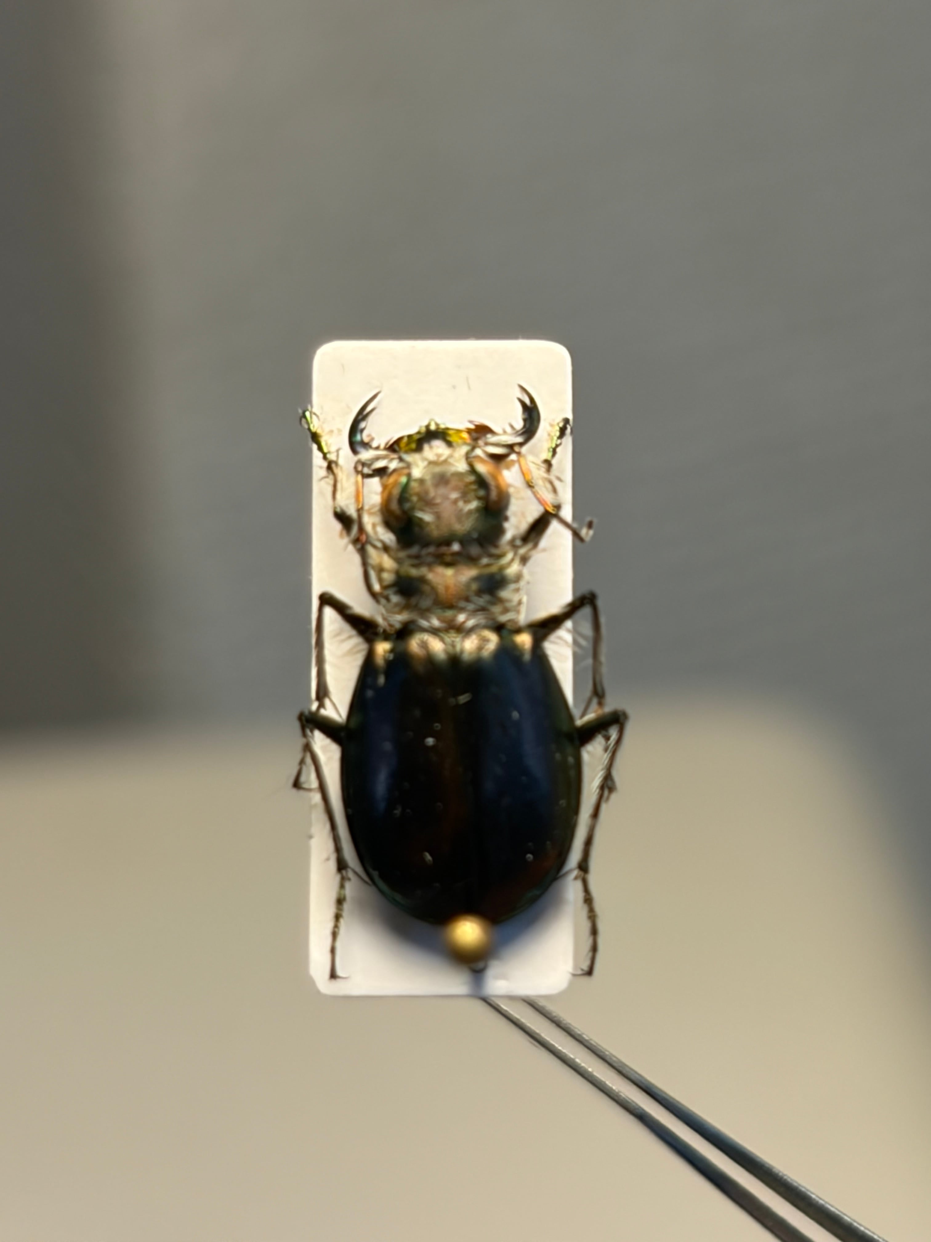 【一属一種】ケブカハンチョウの一種 固有種 標本 Eurymorpha ゴミムシ 一属一種】ヒラタハンミョウ ケブカハンチョウの一種 固有種 標本