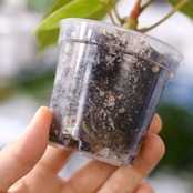 Anthurium Papillilaminum Guna Yala x Forgetii Dark②│観葉植物