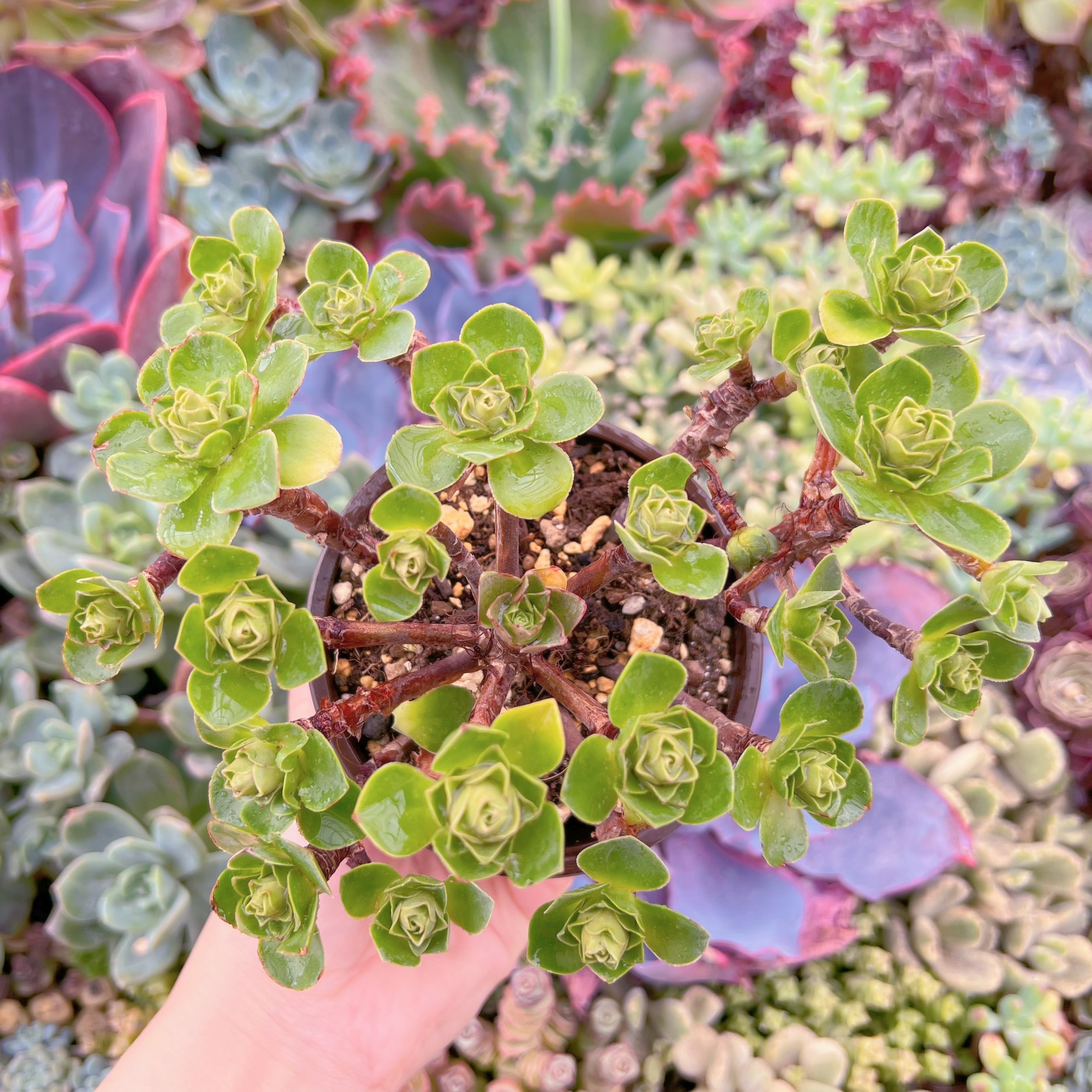現品　Greenovia樹花ローズ(じゅかローズ)#F054　群生　るる農園