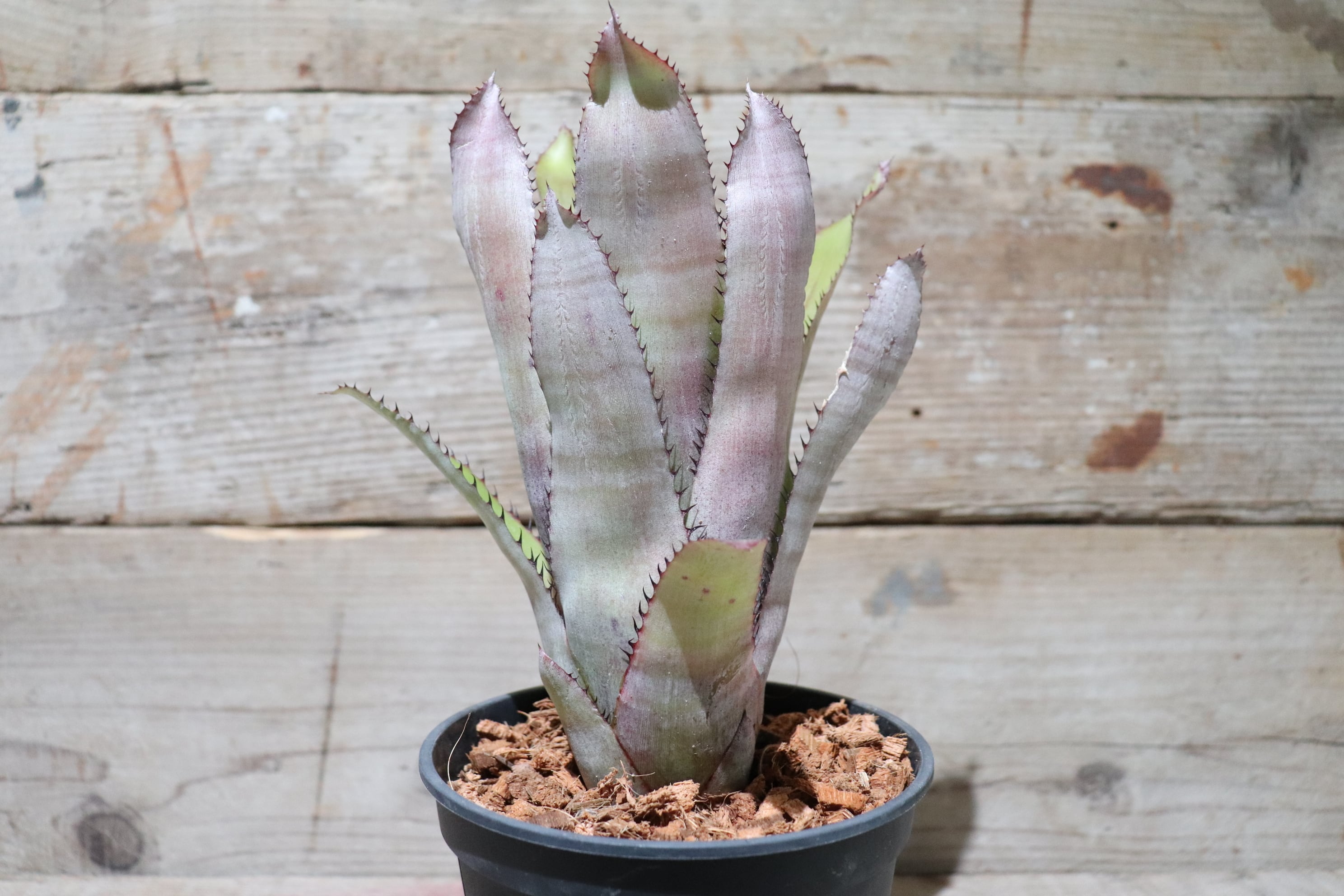 送料無料】Aechmea pineliana〔エクメア〕現品発送A0003 | plane plants