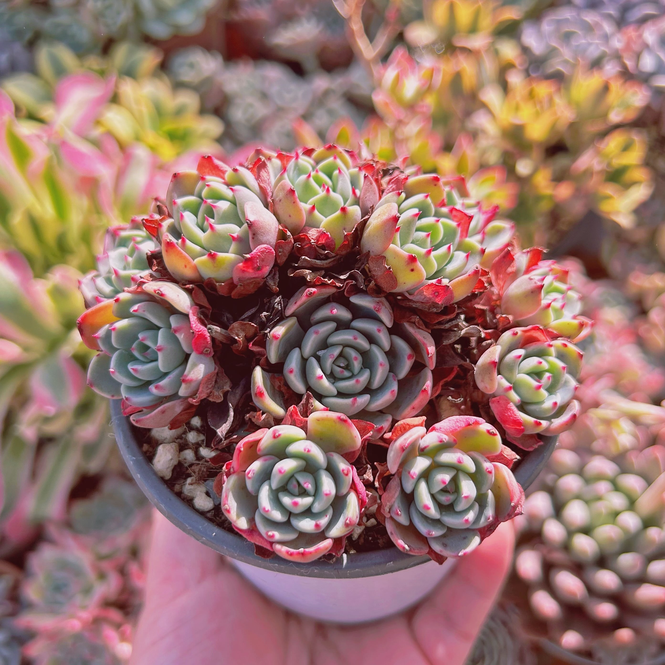 多肉植物　✨七福美尼✨⑦抜き苗根付き　エケベリア属