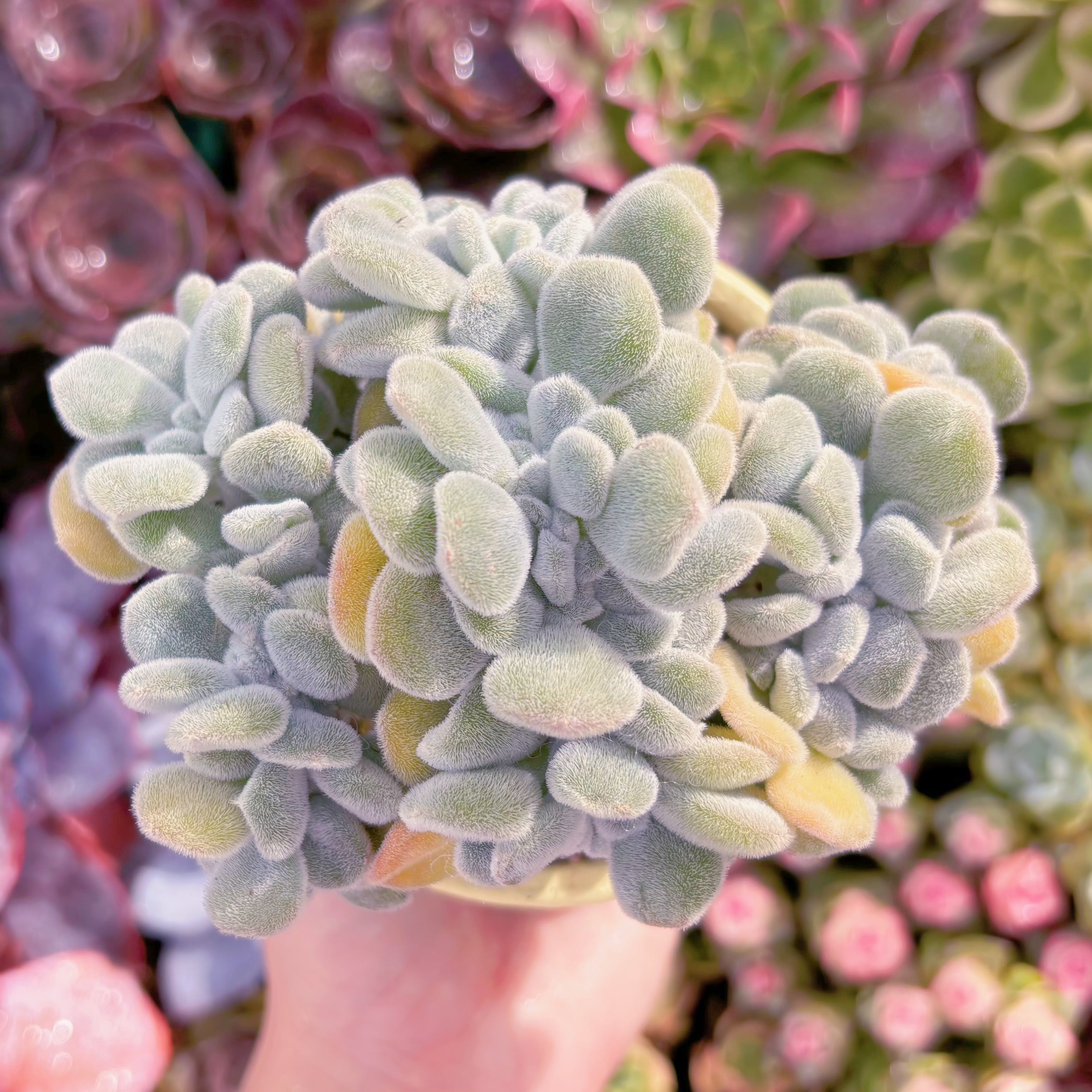 多肉植物 雪晃星綴化 大苗 新入荷 るる農園 | るる農園~多肉植物専門