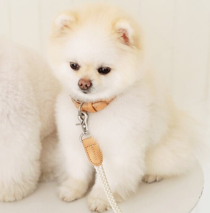 即納【stroll】Rope Collar (Oatmeal)