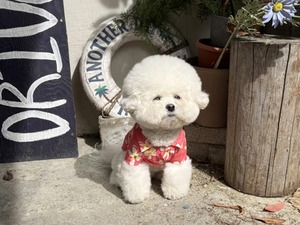 【THEREST OF LIFE】HAWAIIAN FLOWER SHIRT(red)