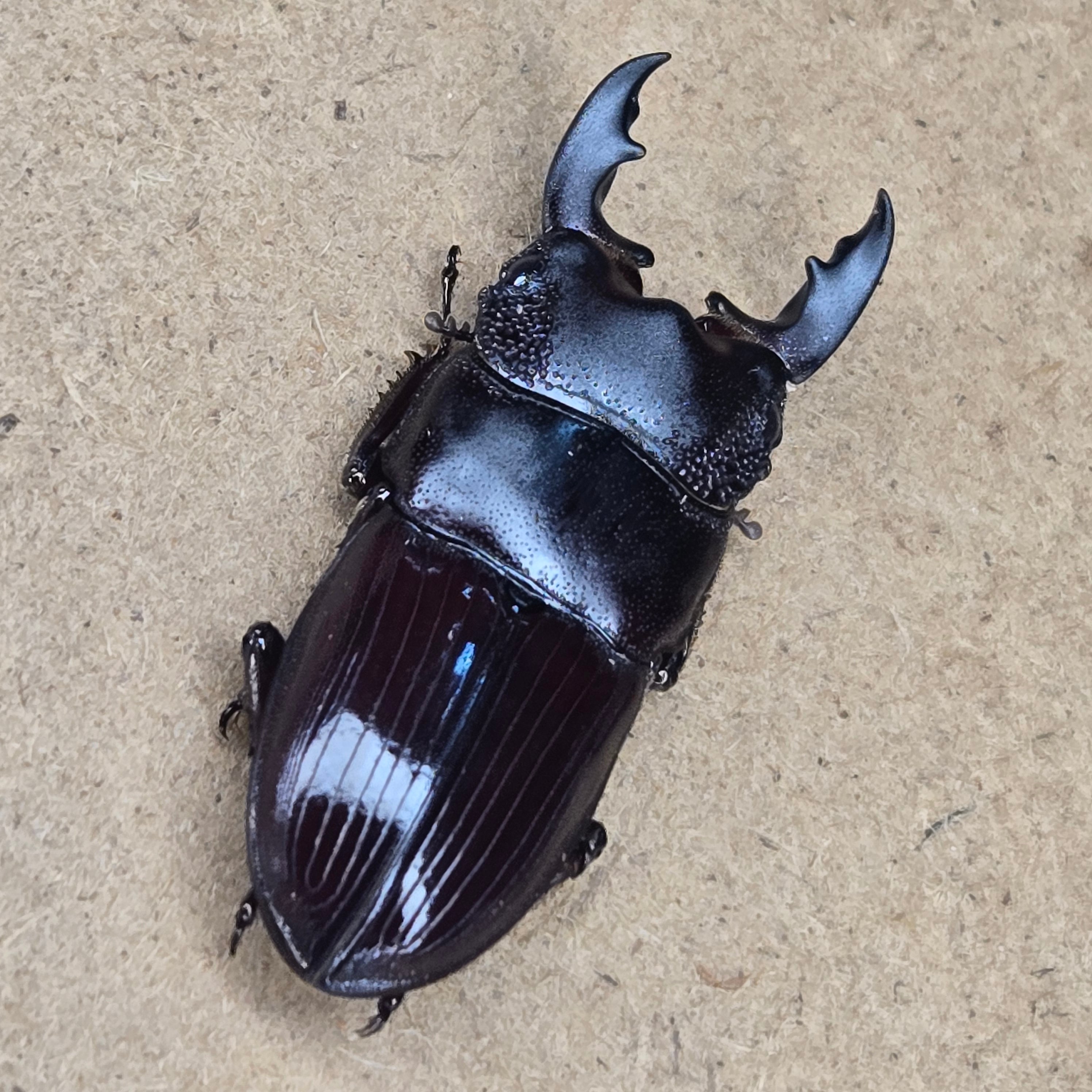 フルストルファーオウゴンオニクワガタ ♂単 | 昆虫専門店 鍬鉄