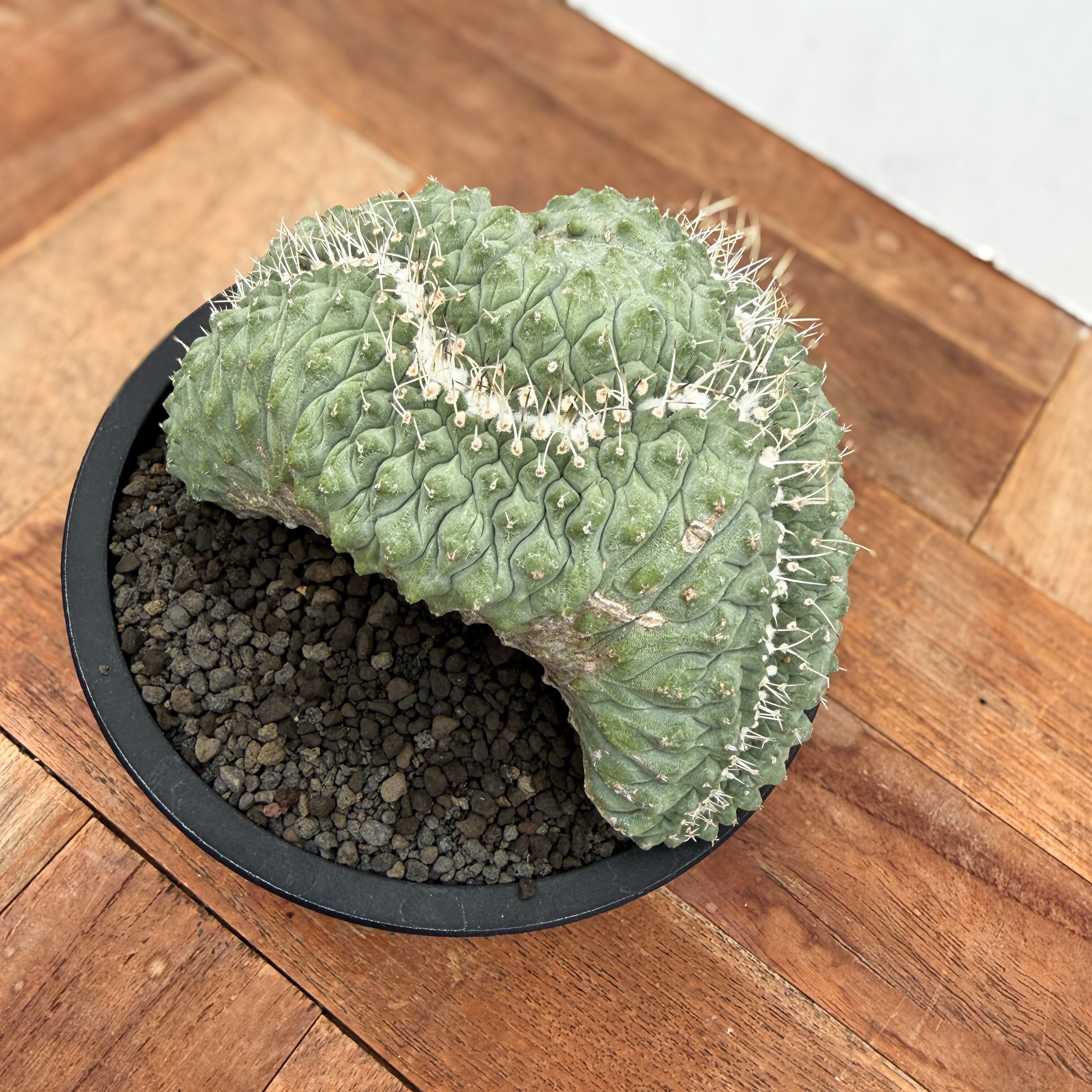 Storombocactus disciformis【ストロンボカクタス・菊水綴化