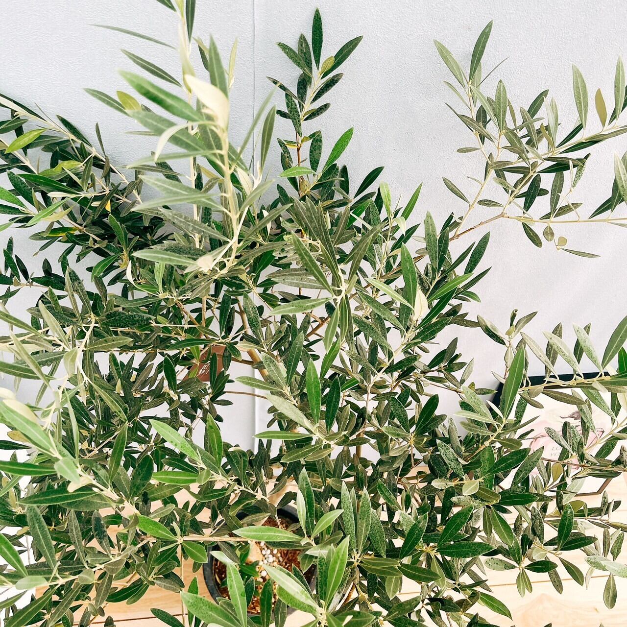現品］46番 創樹 オリーブ ピクアル 8号 観葉植物 大型 屋外 souju