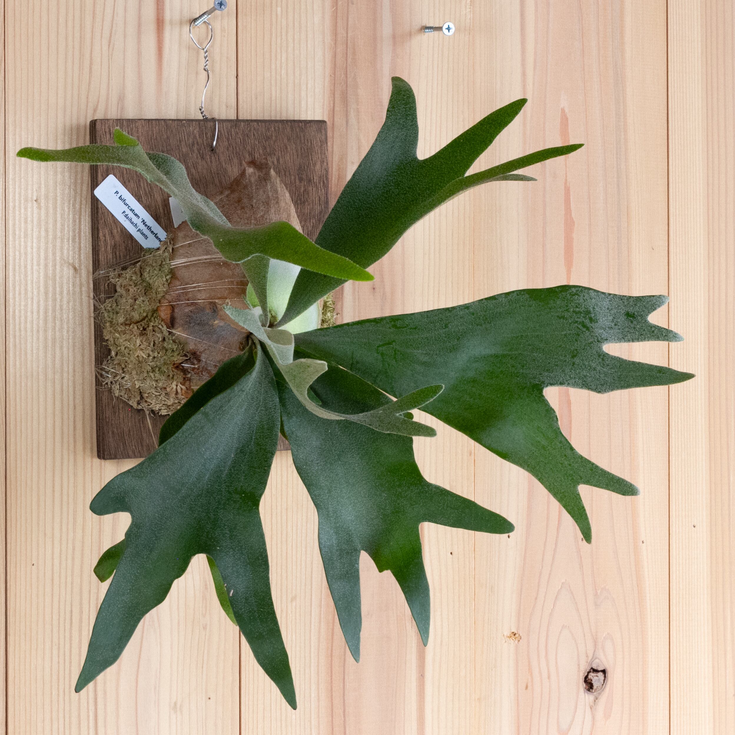 コウモリラン　育成説明書！　ビカクシダ