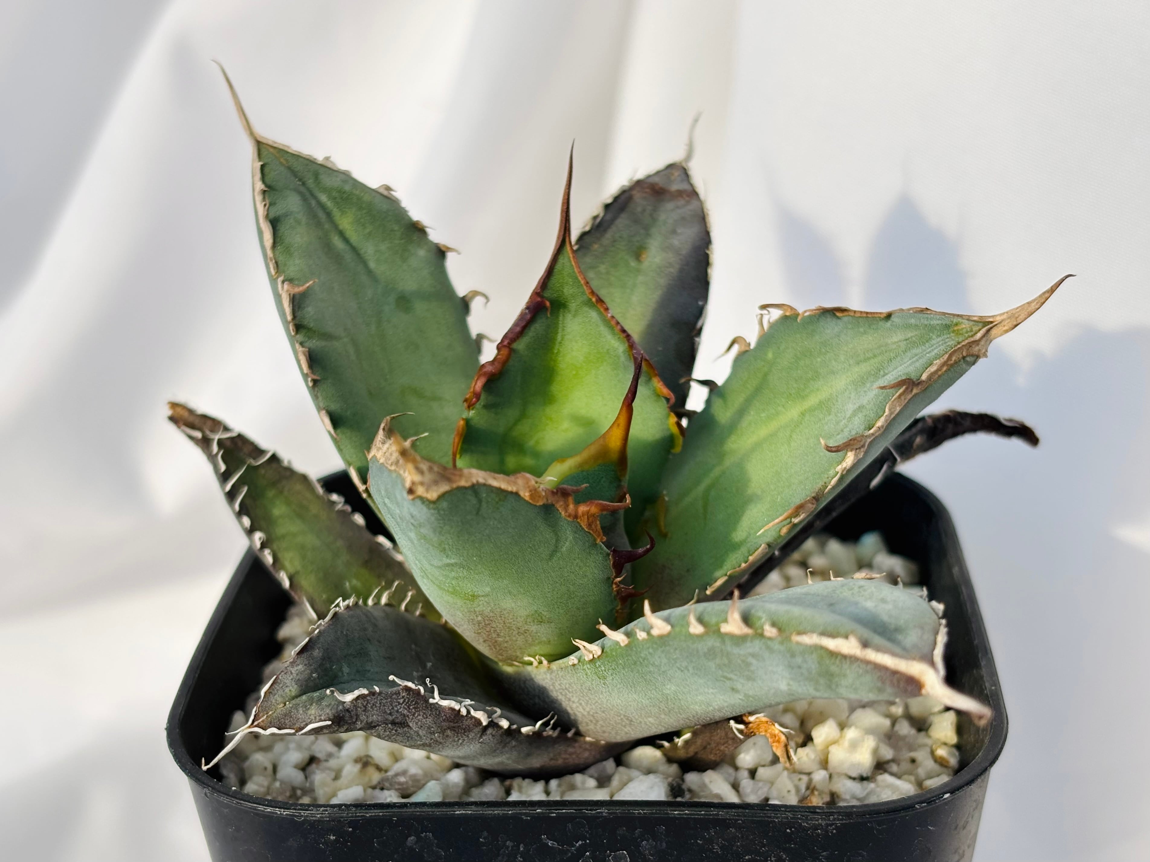 Agave titanota アガベ チタノタ オテロイ 多肉植物