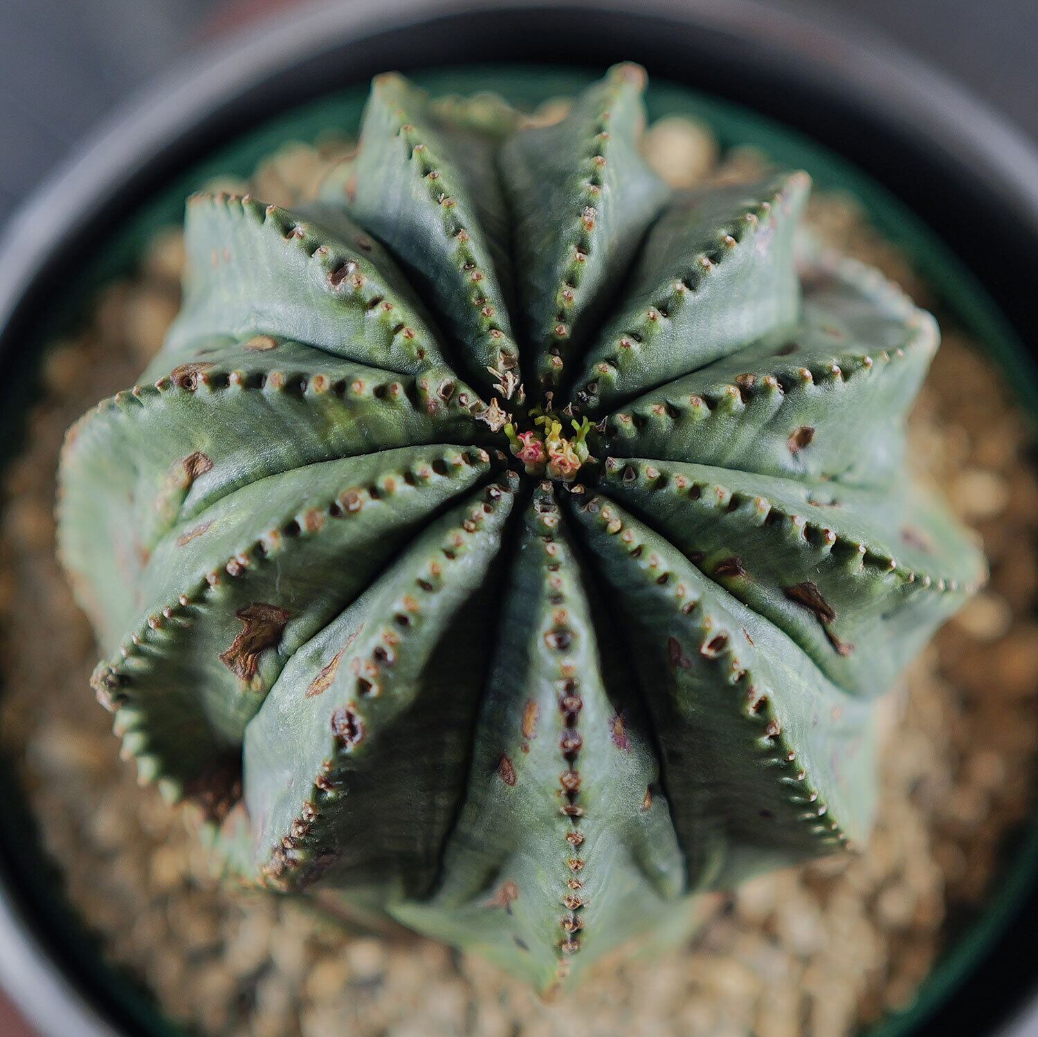 メス株【厳選株】大株 最大幅約8.4cm 捻じれ オベサ / ユーフォルビア
