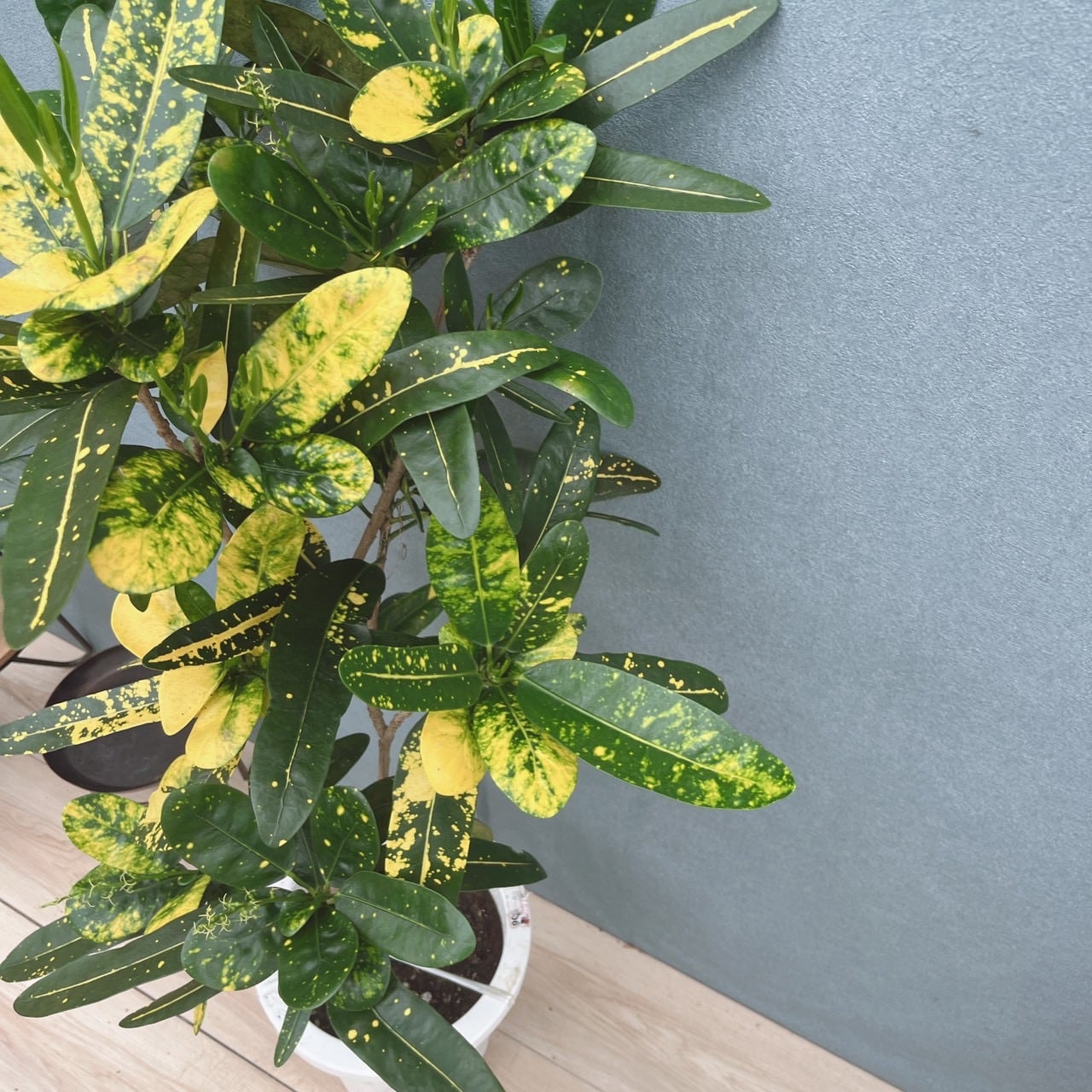 現品］33番 クロトン 8号 観葉植物 室内 大型 カラーリーフ おしゃれ