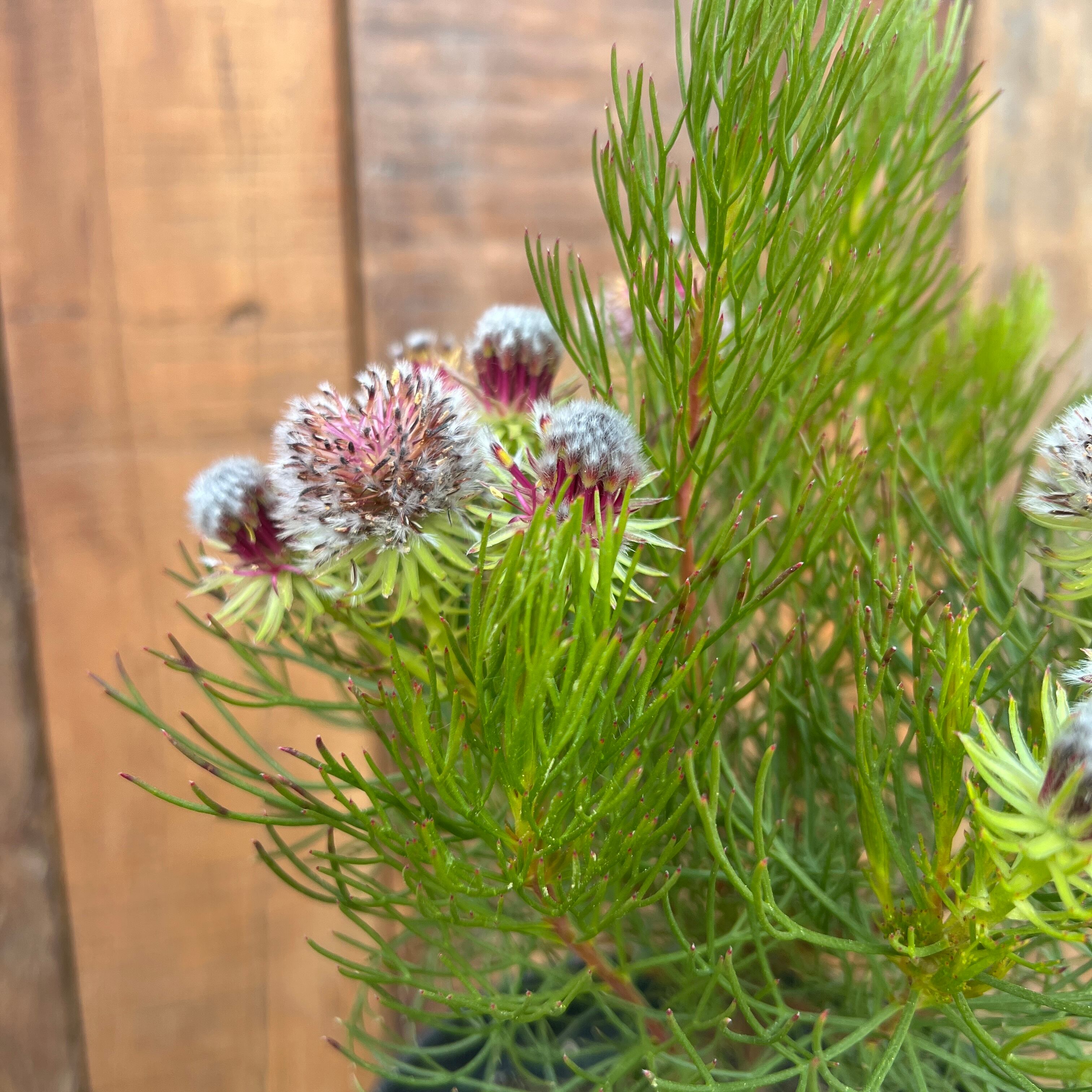 セルリア ラズベリーバースト 7号