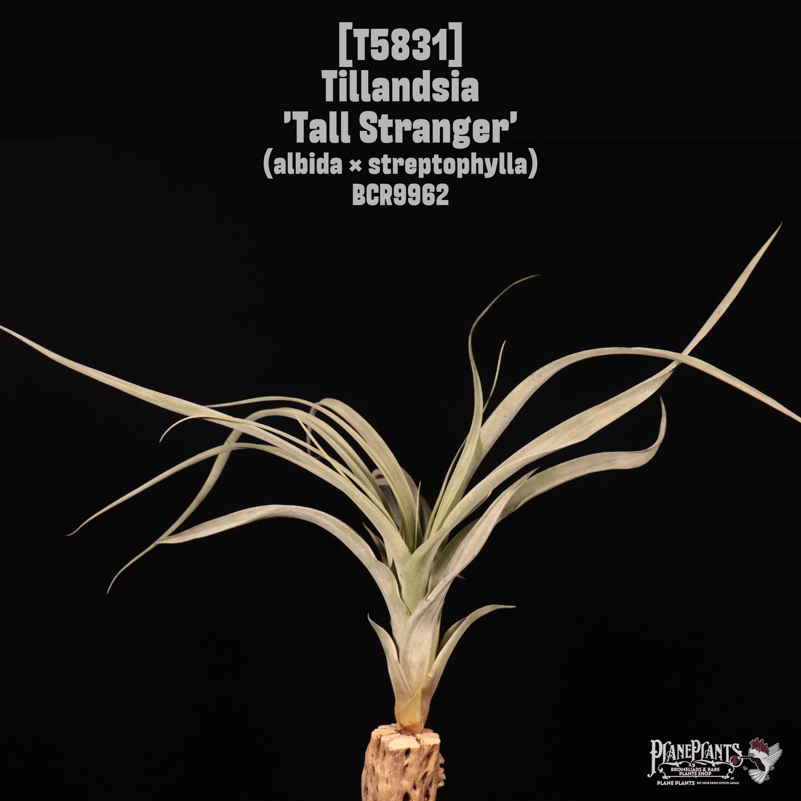 【reserved】Tillandsia 'Tall Stranger'〔ティランジア〕T5831
