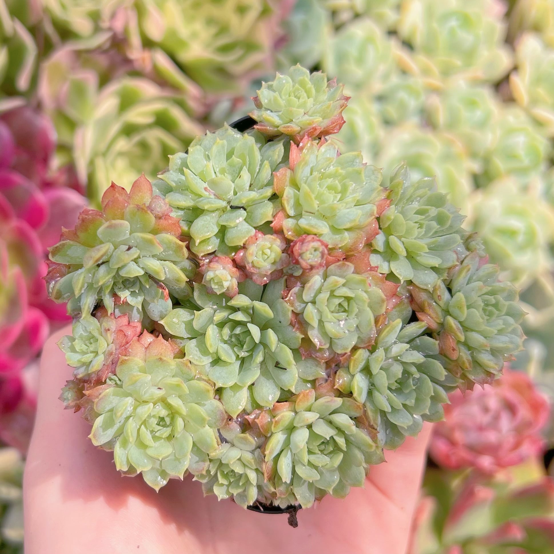 現品　ハチミツボール#C17　るる農園