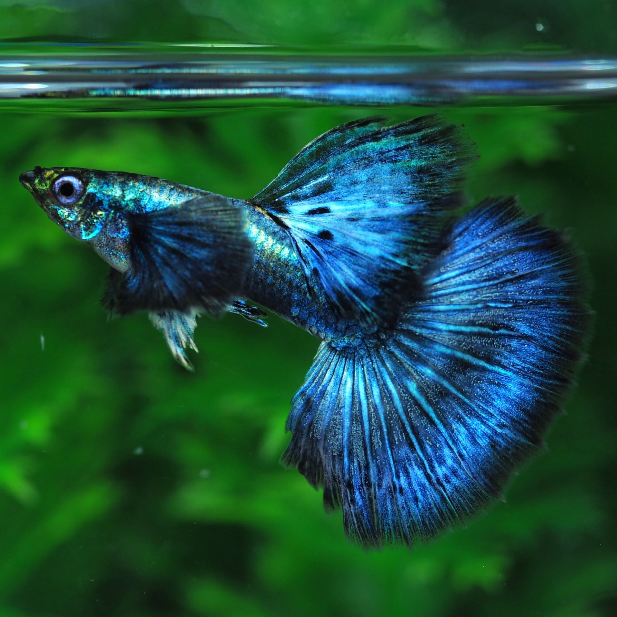 ♯Fzi21Kb原色淡水魚ストラップシークレット入フルコンプ全12種