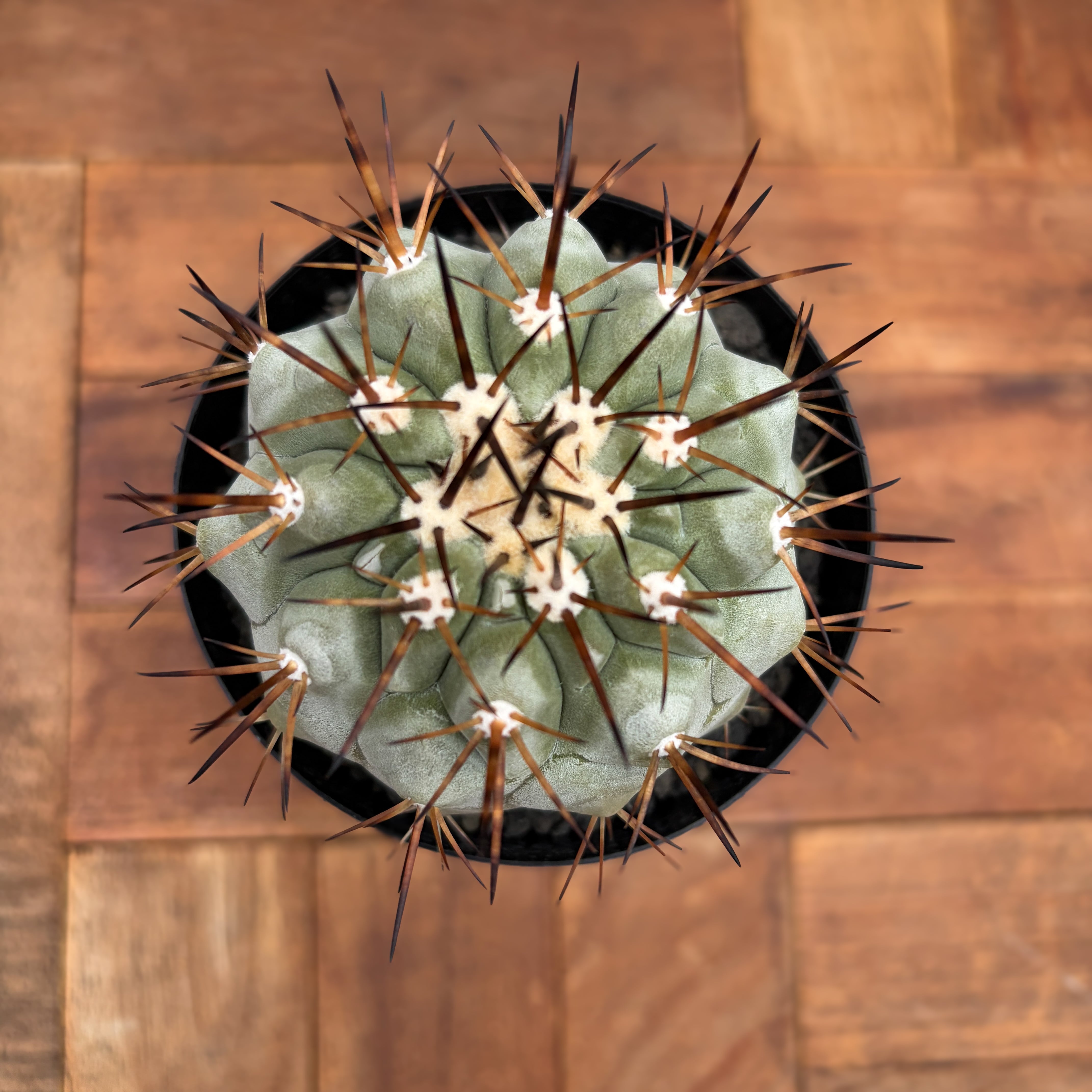 Copiapoa cinerea【黒王丸・実生】 | RIMO'S GREEN 【Saboten